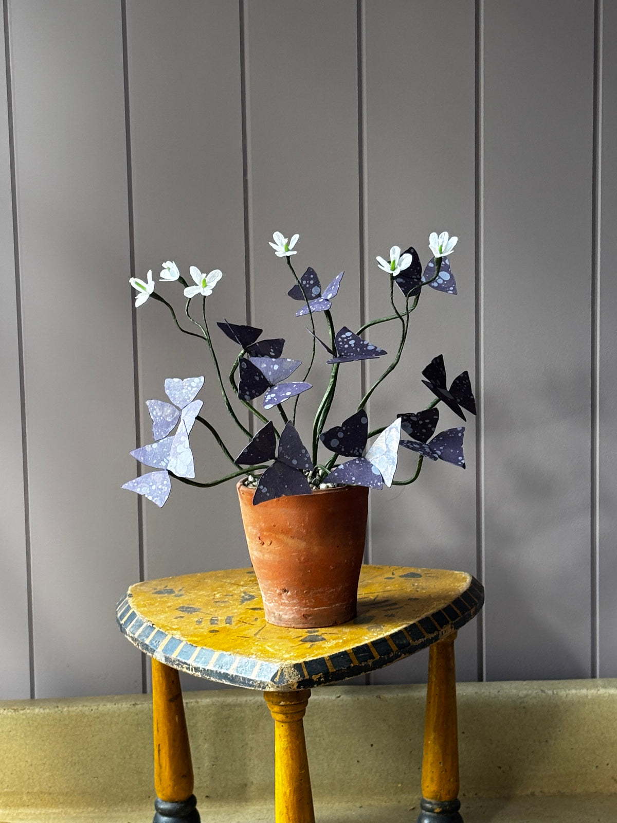 Paper Oxalis