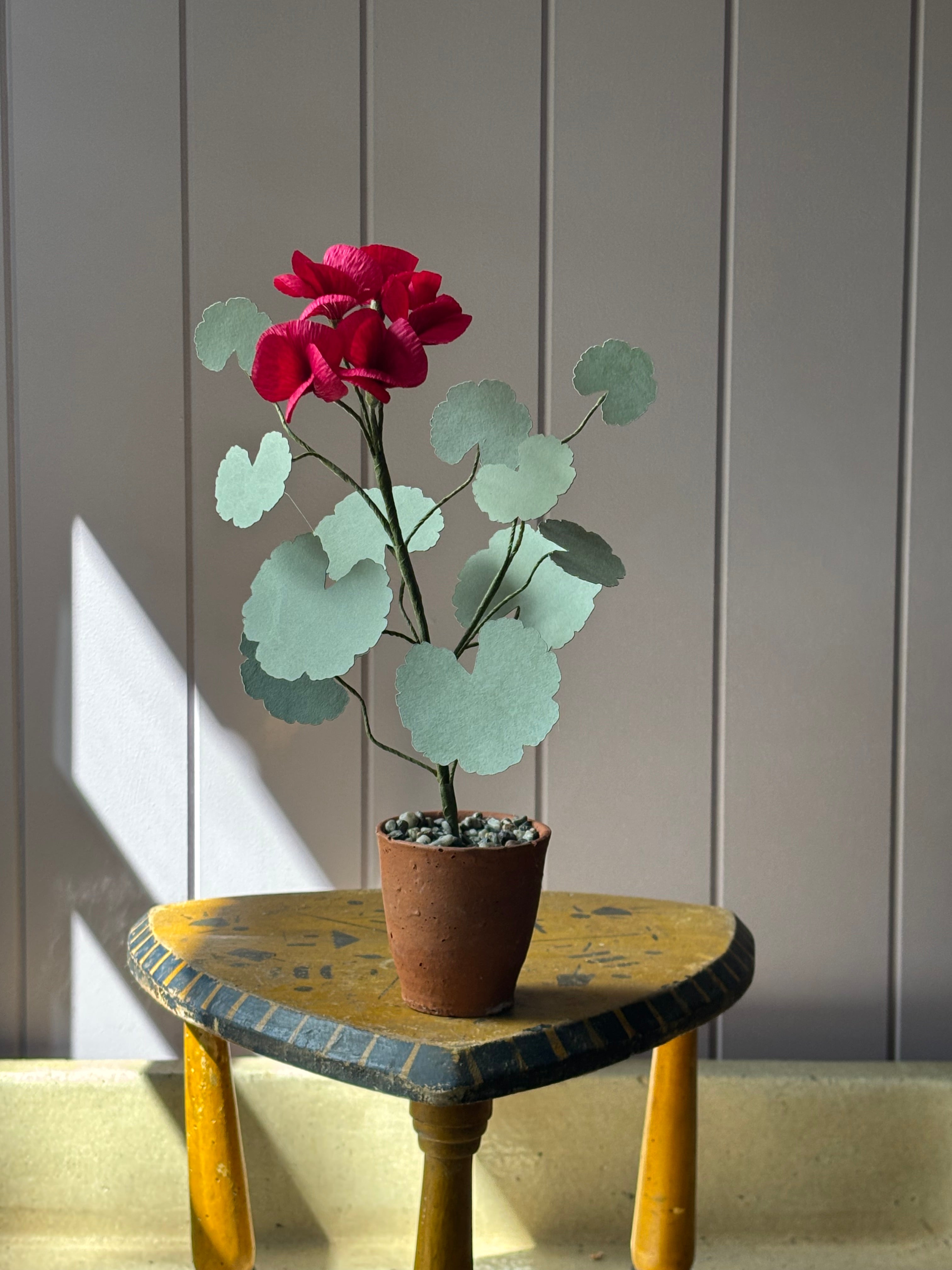 Paper geranium