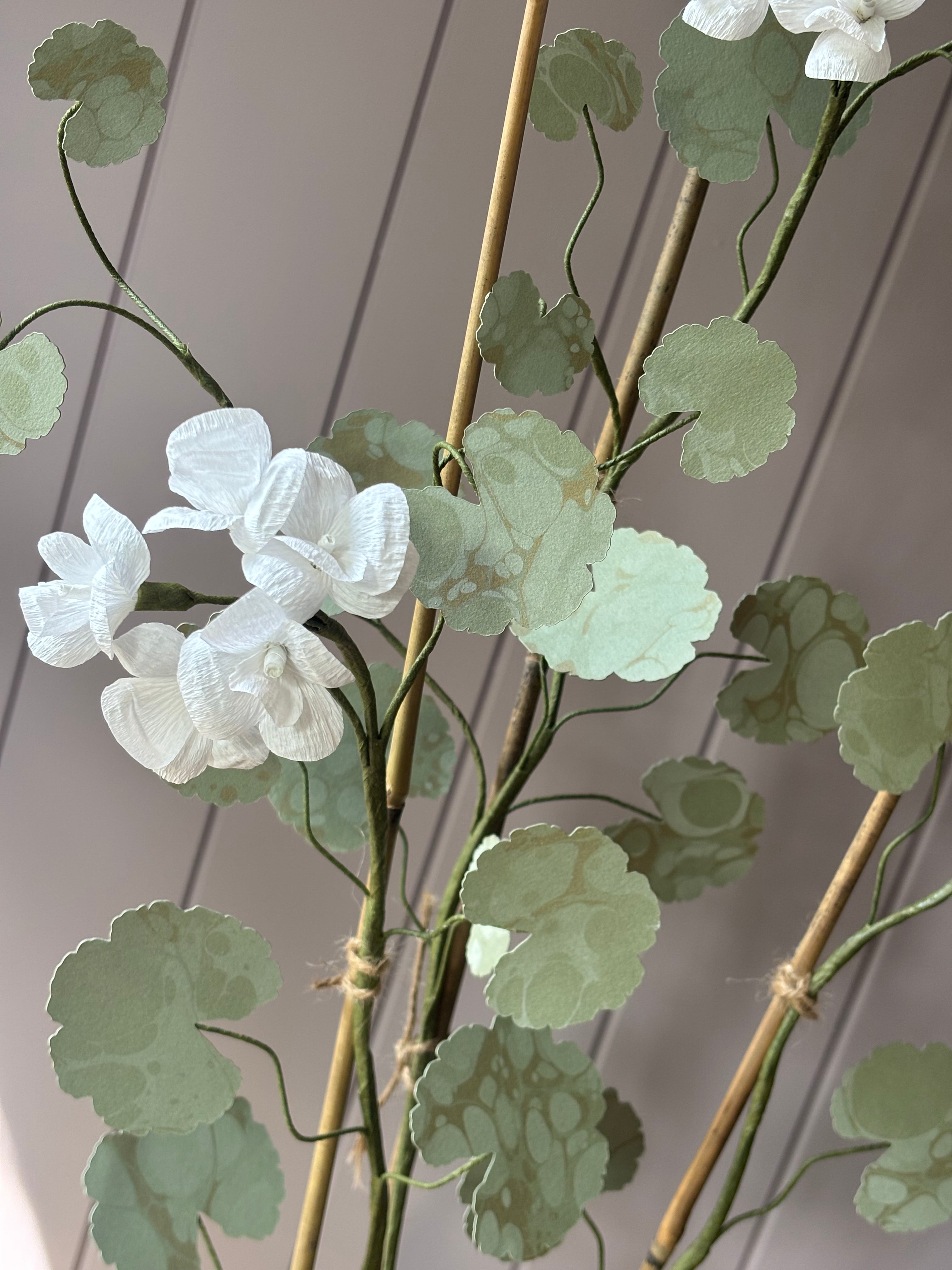 Paper geranium