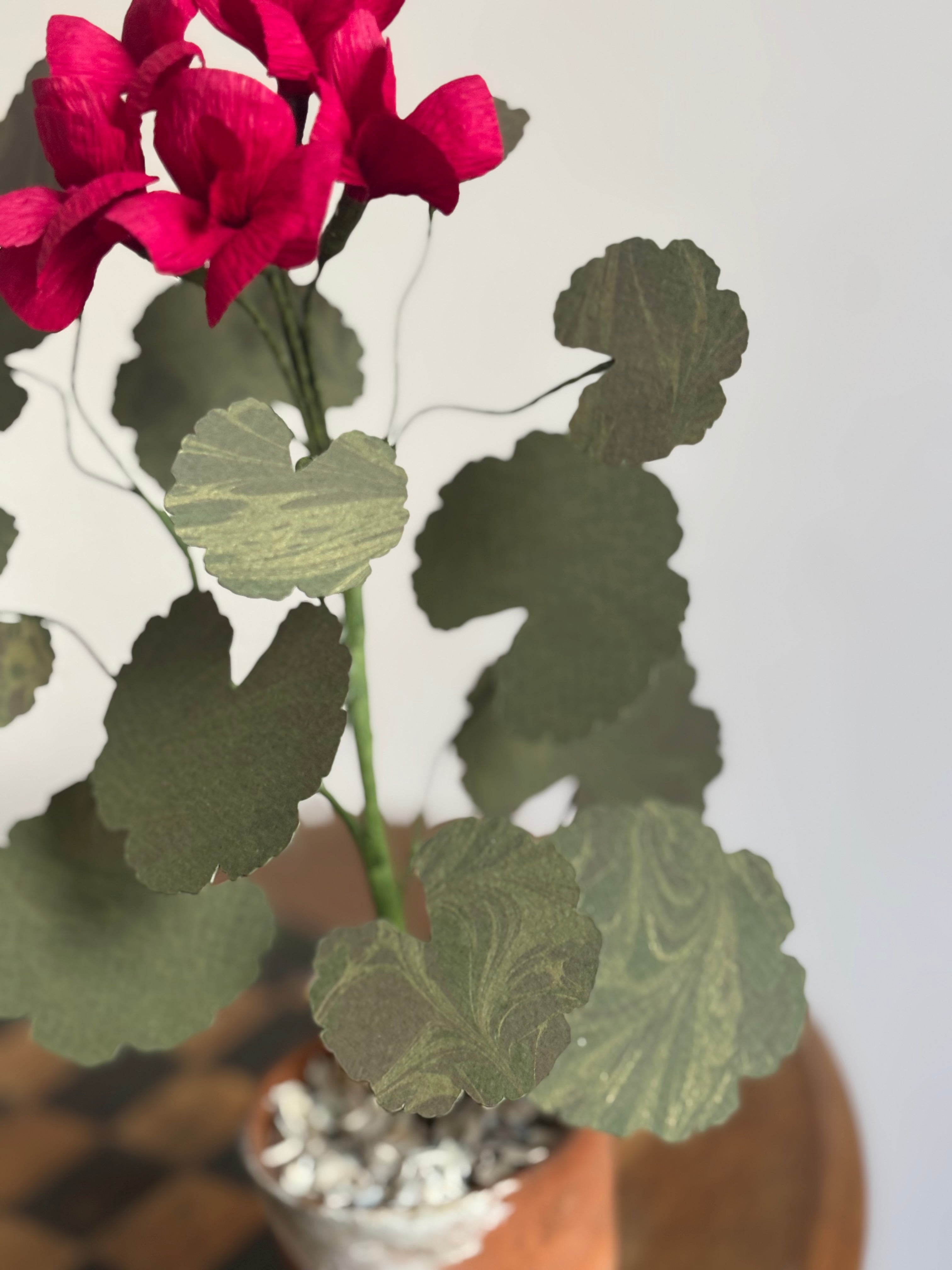 Paper Geranium