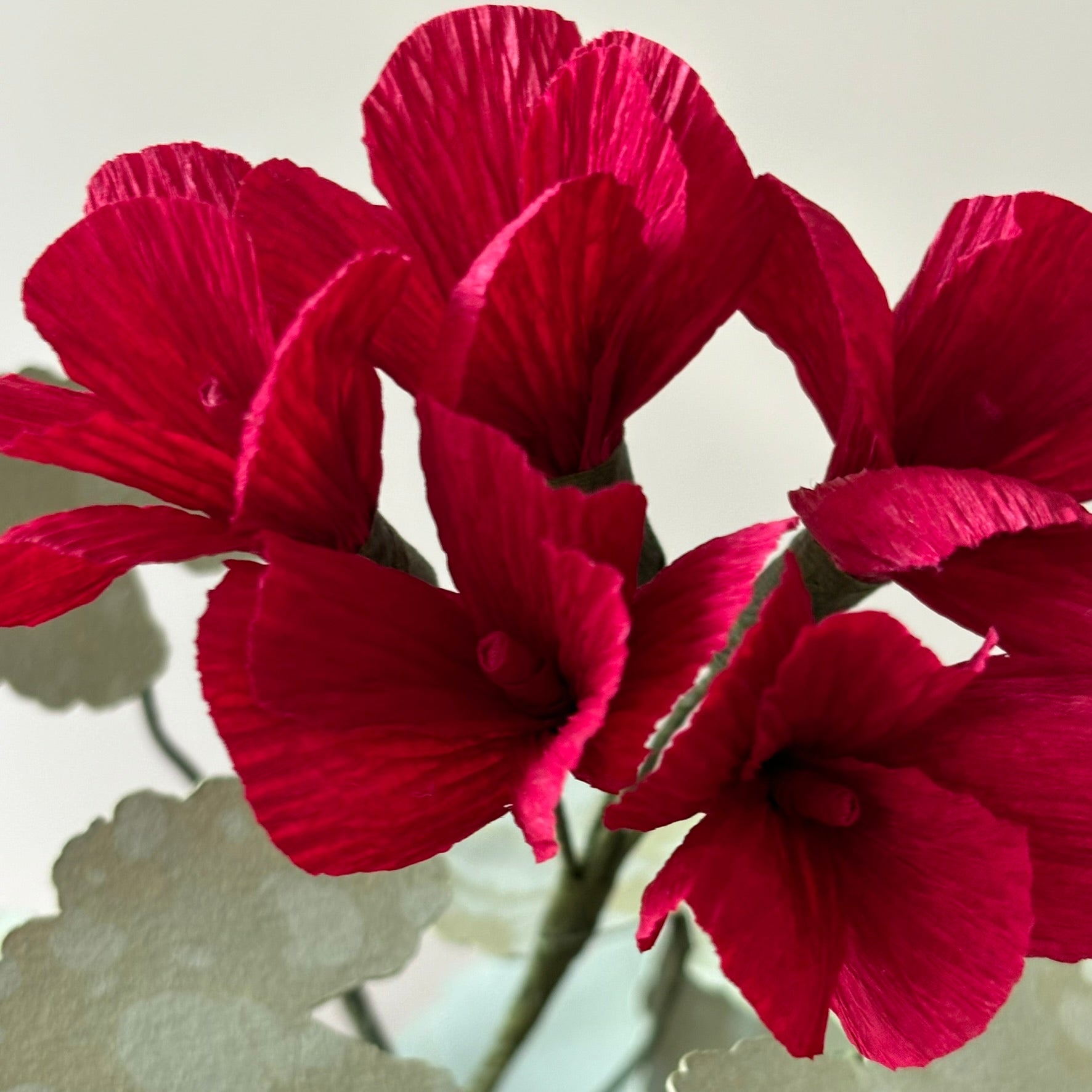 Paper Geranium