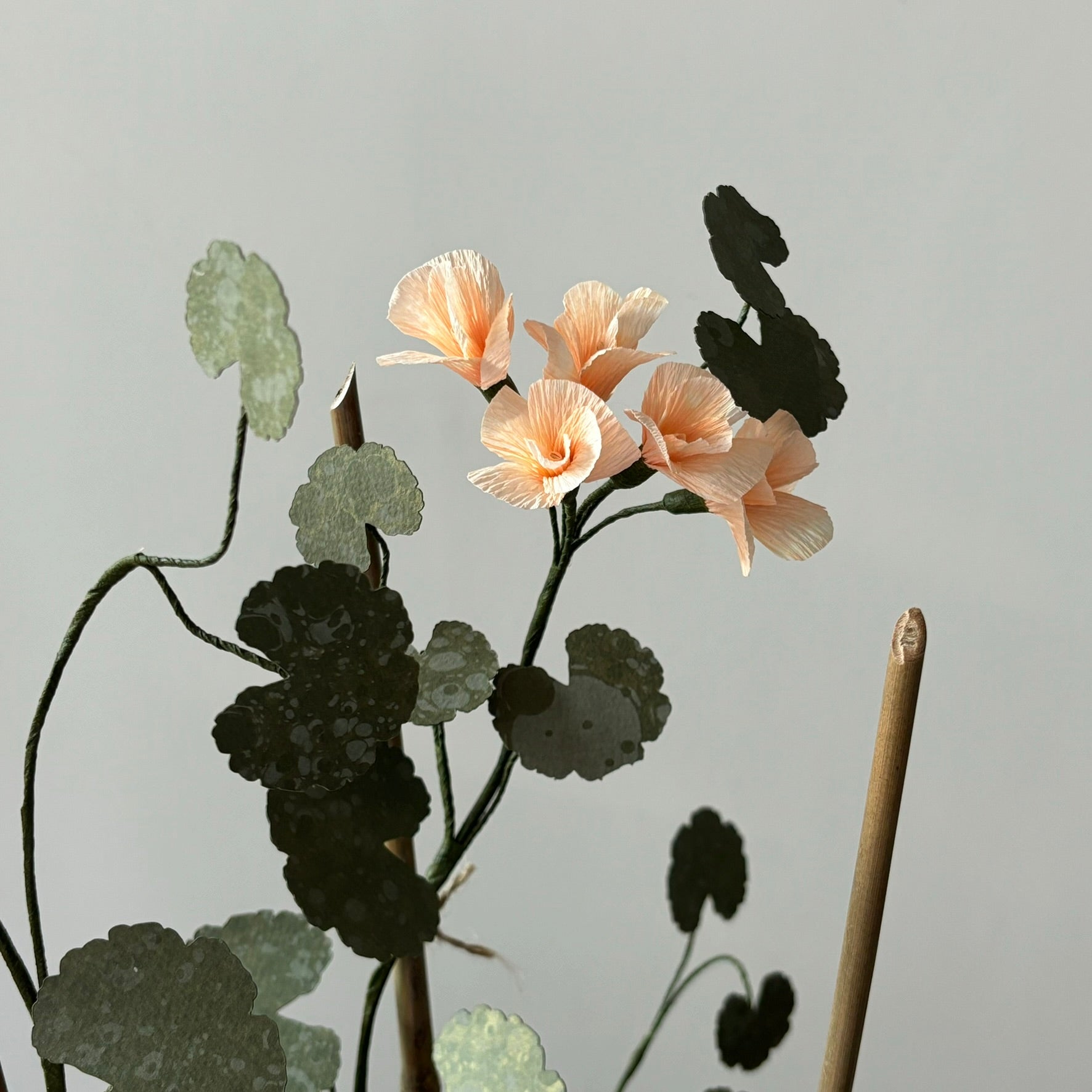 Paper Geranium