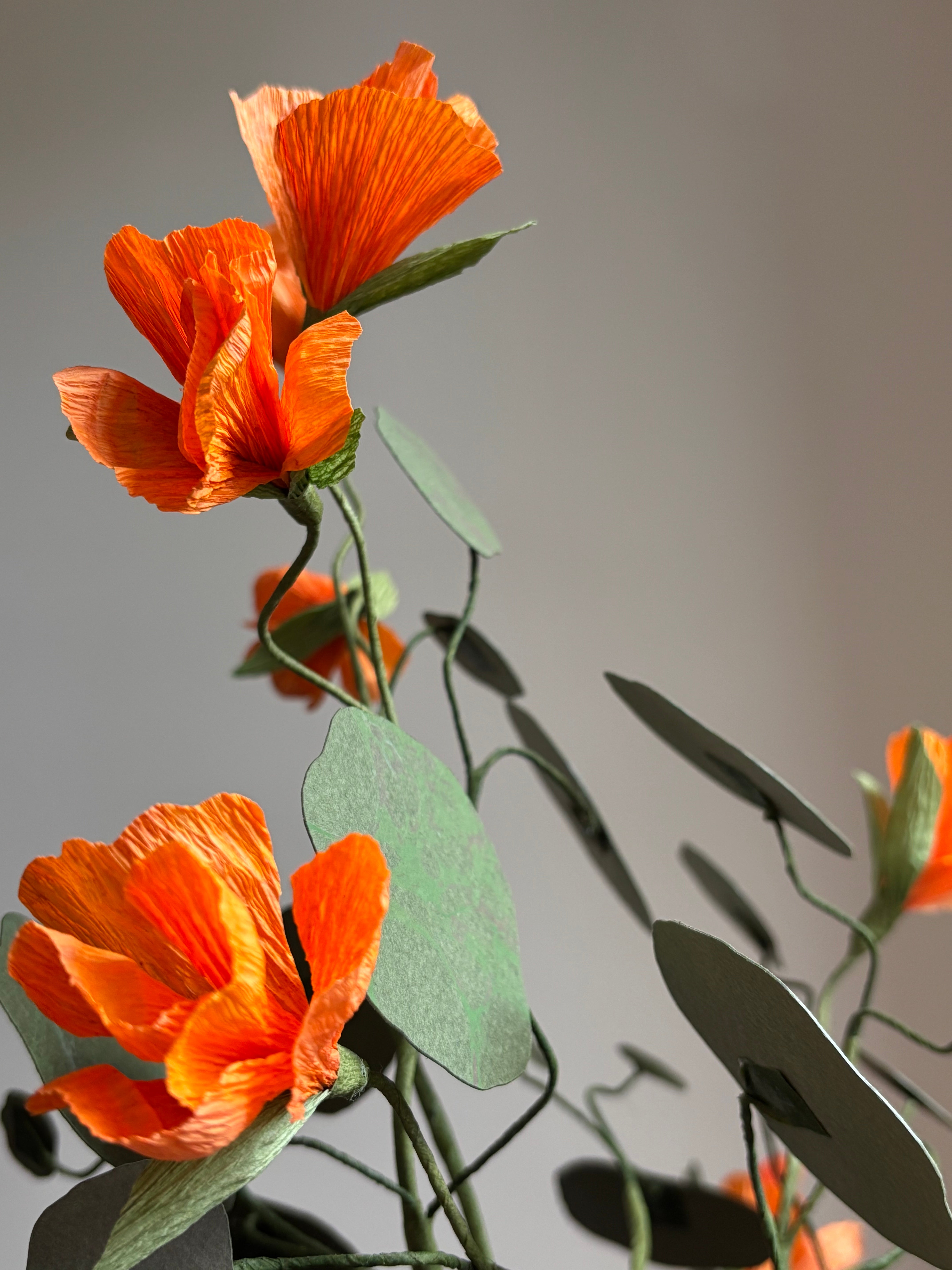 Nasturtium, trailing