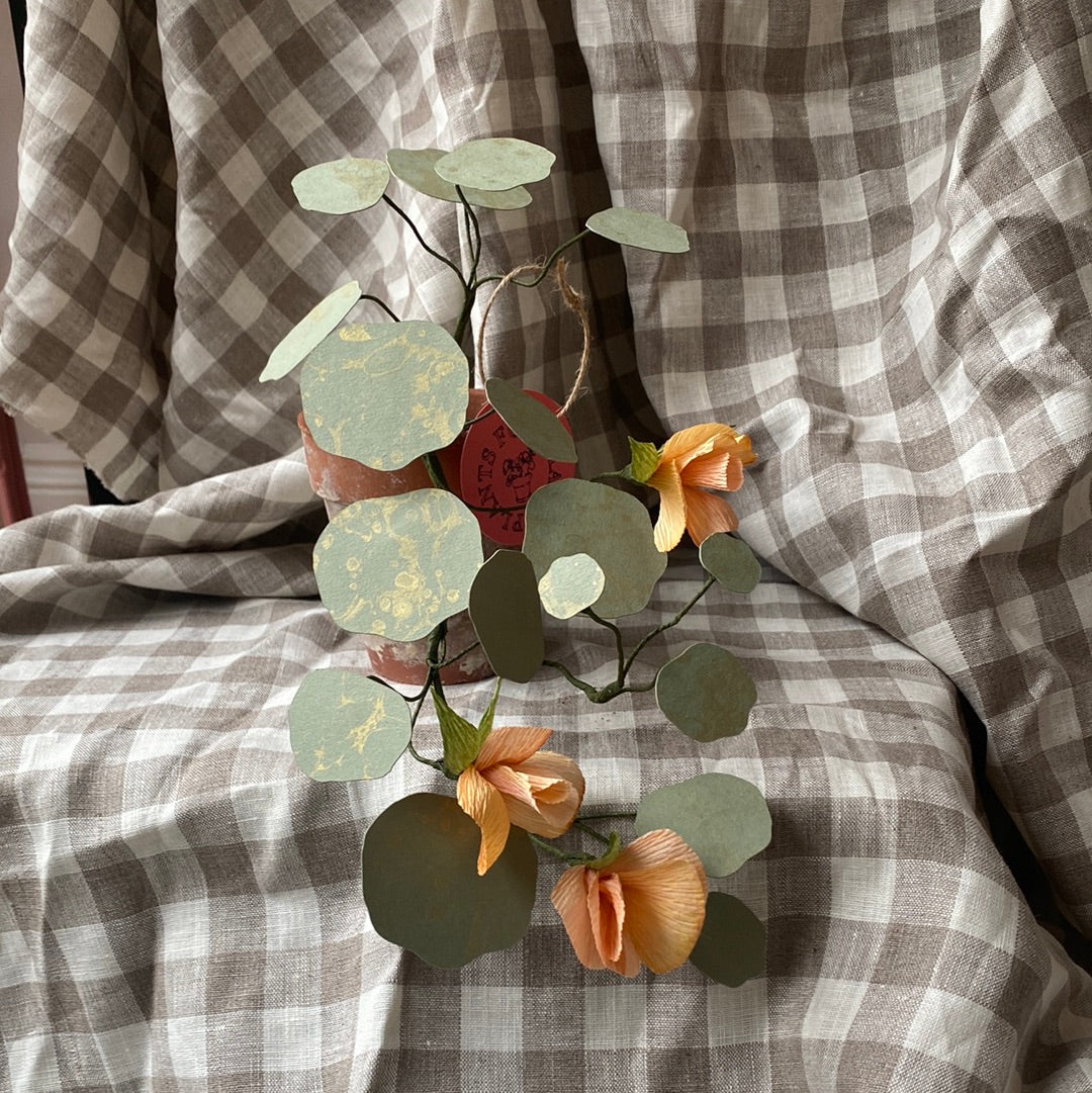 Paper Nasturtium