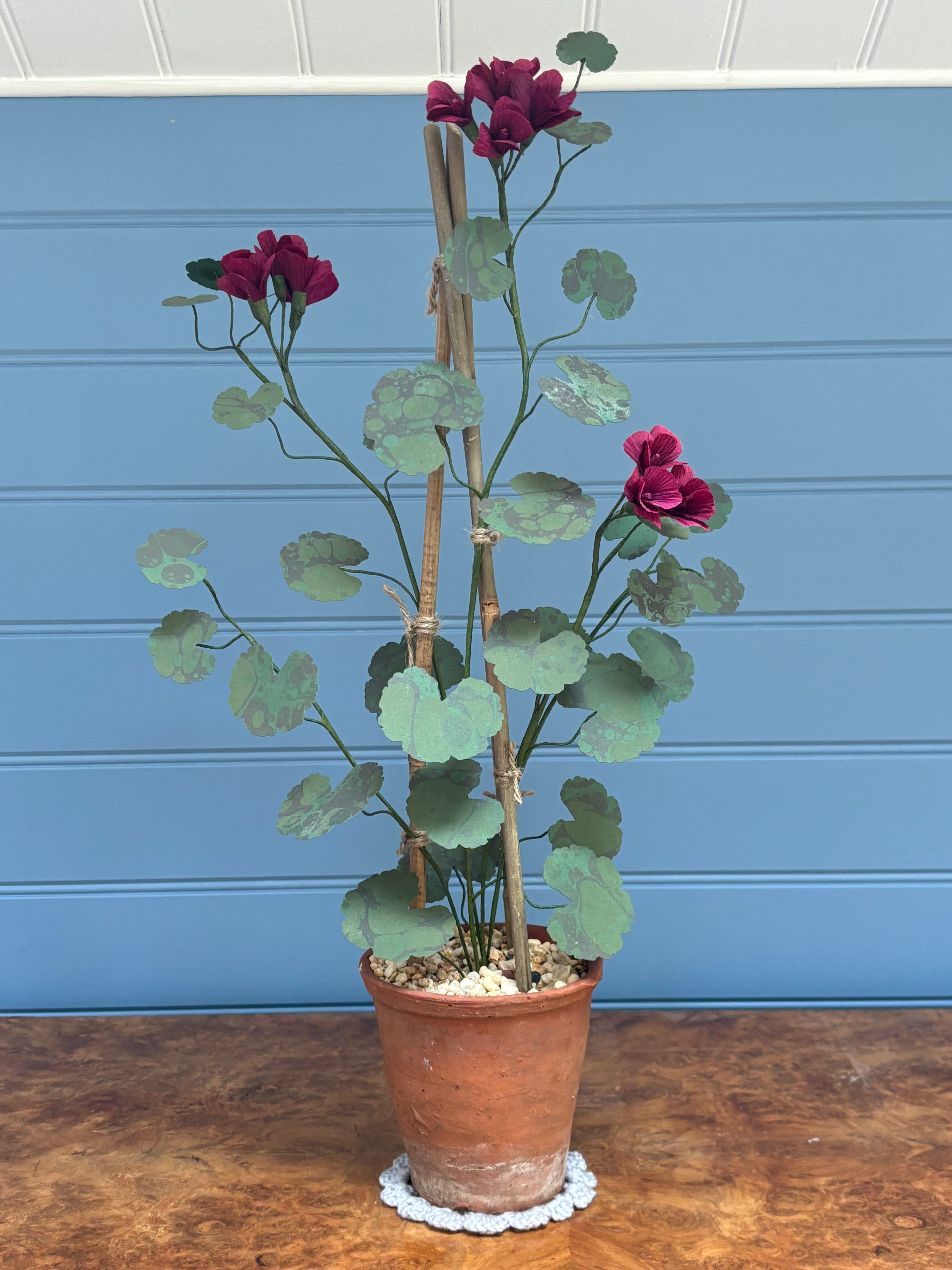 Geranium