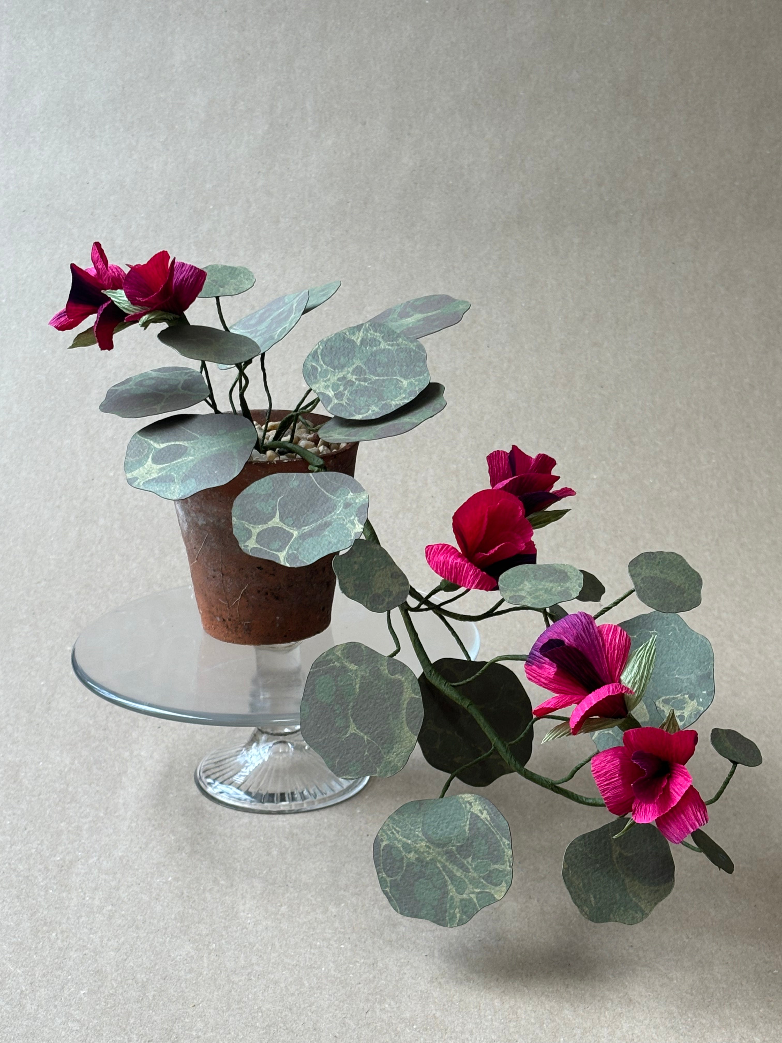 Nasturtium, trailing