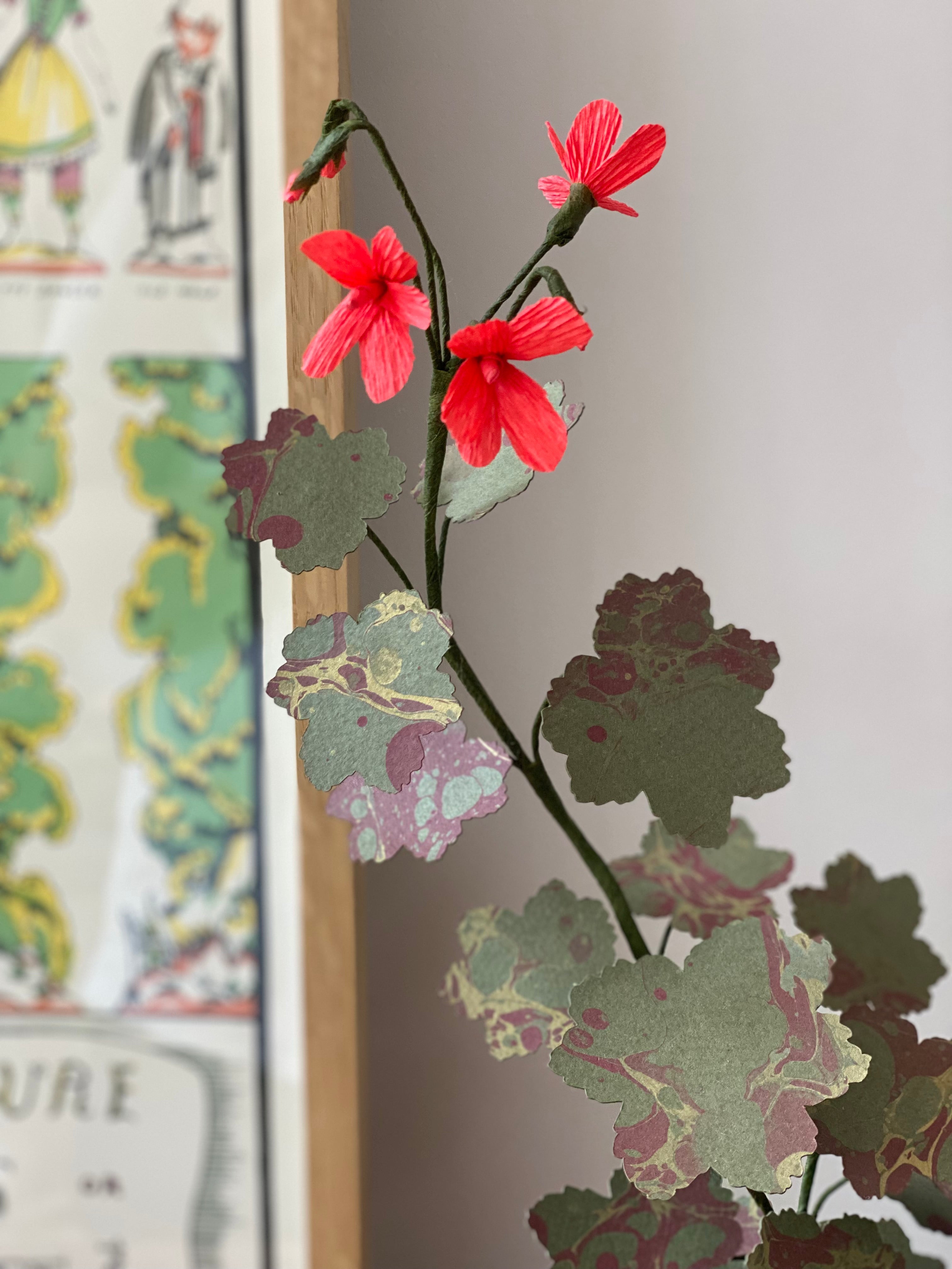 Paper Geranium