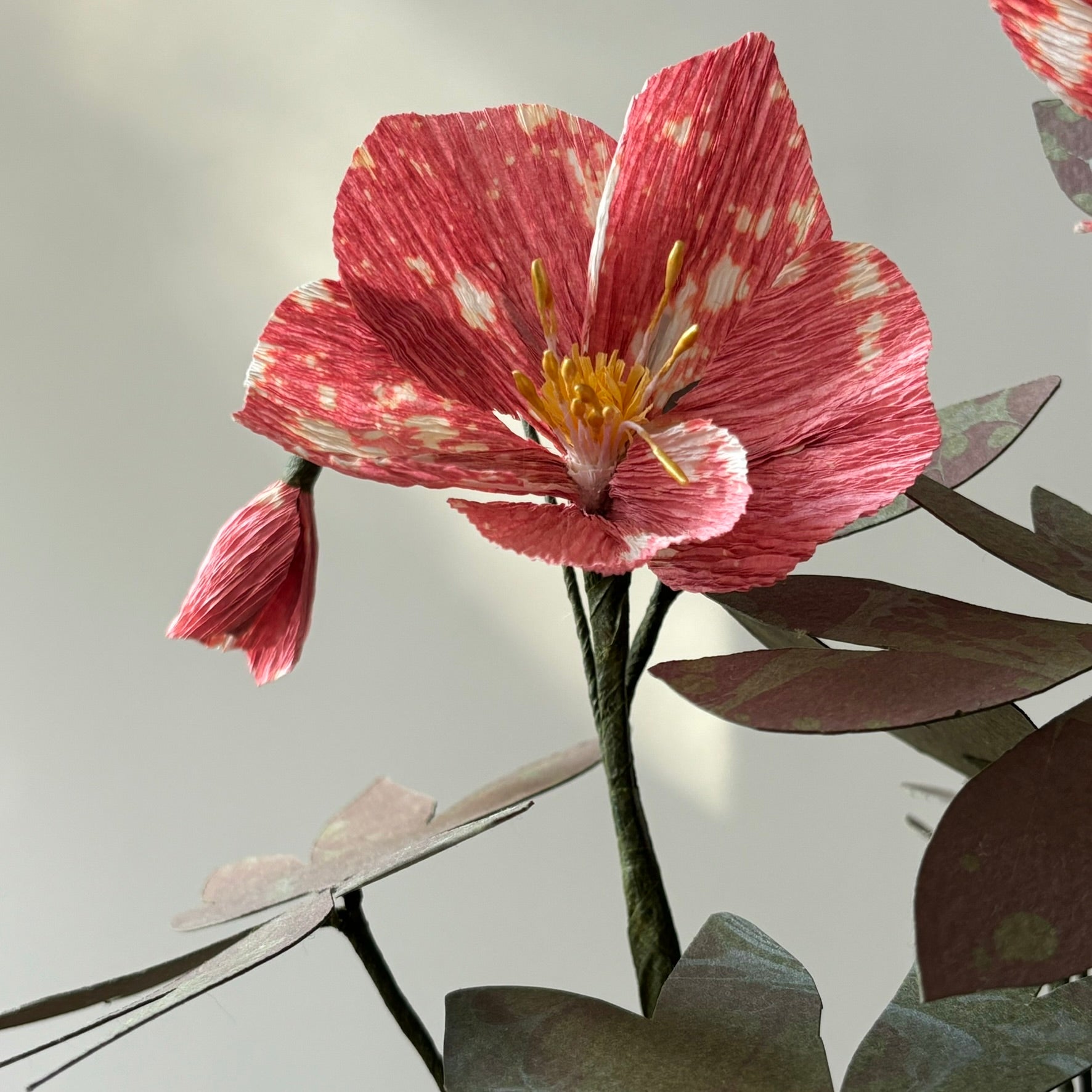 Paper Hellebore
