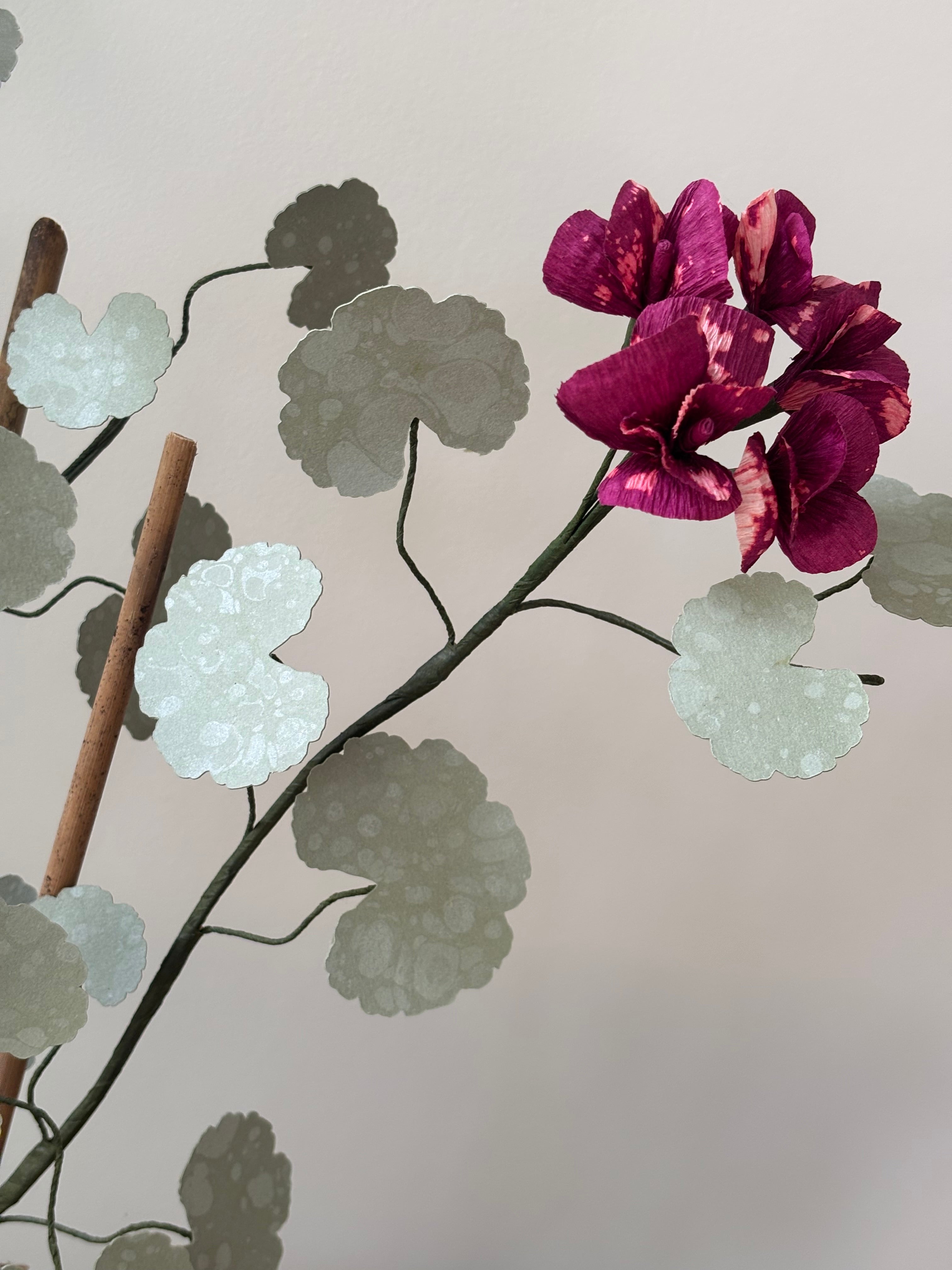 Paper Geranium
