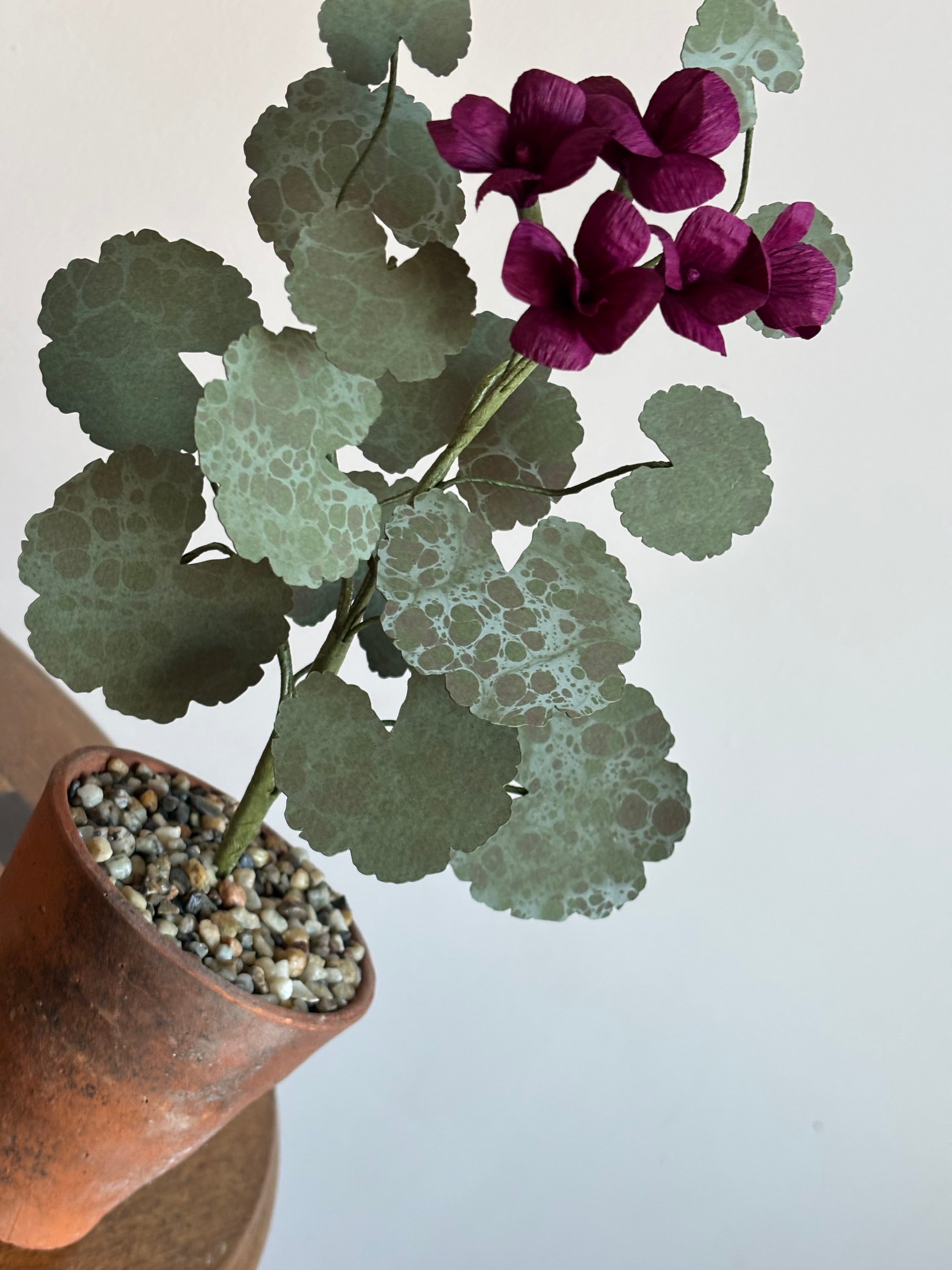 Paper Geranium