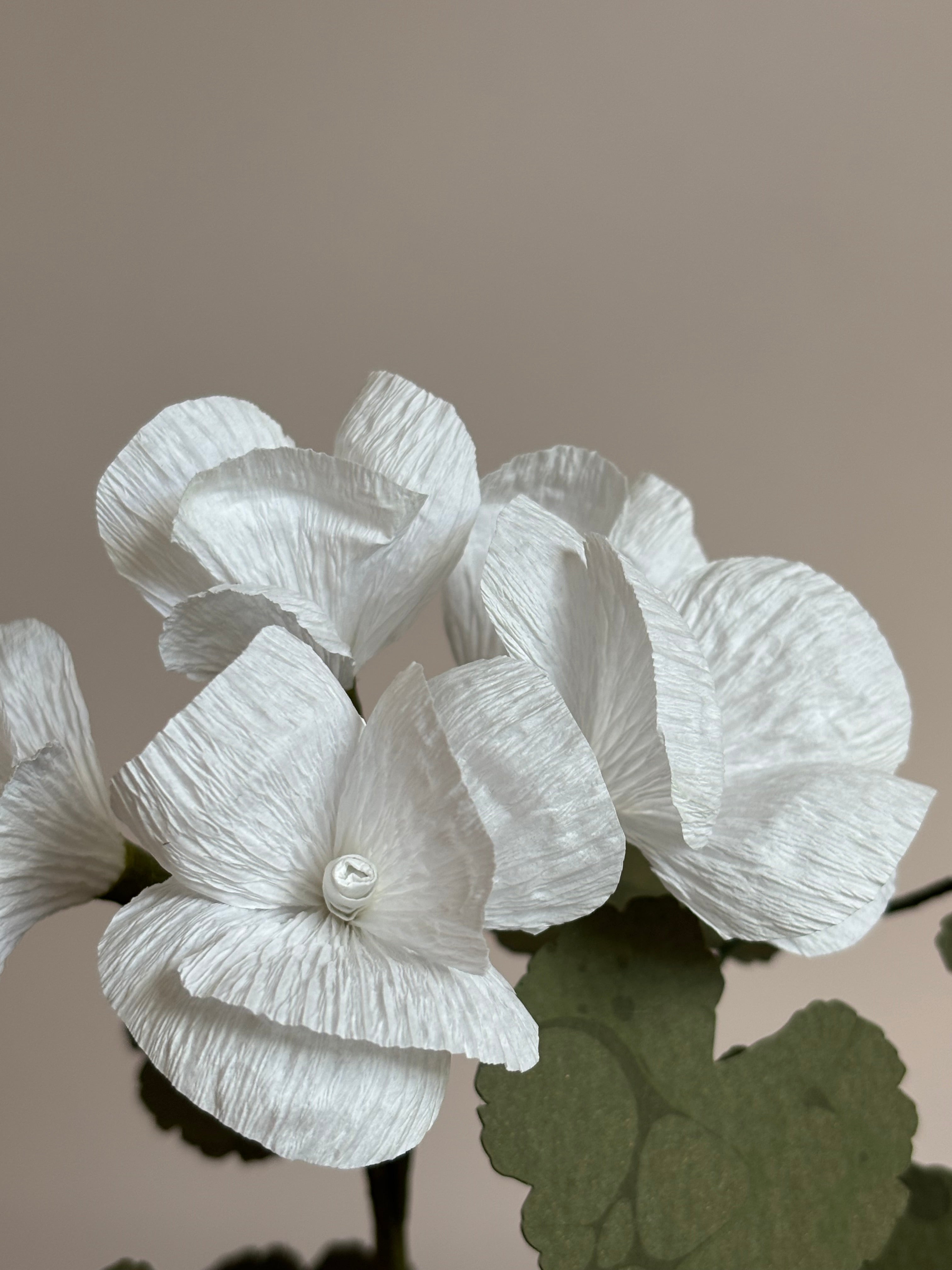 Paper Geranium