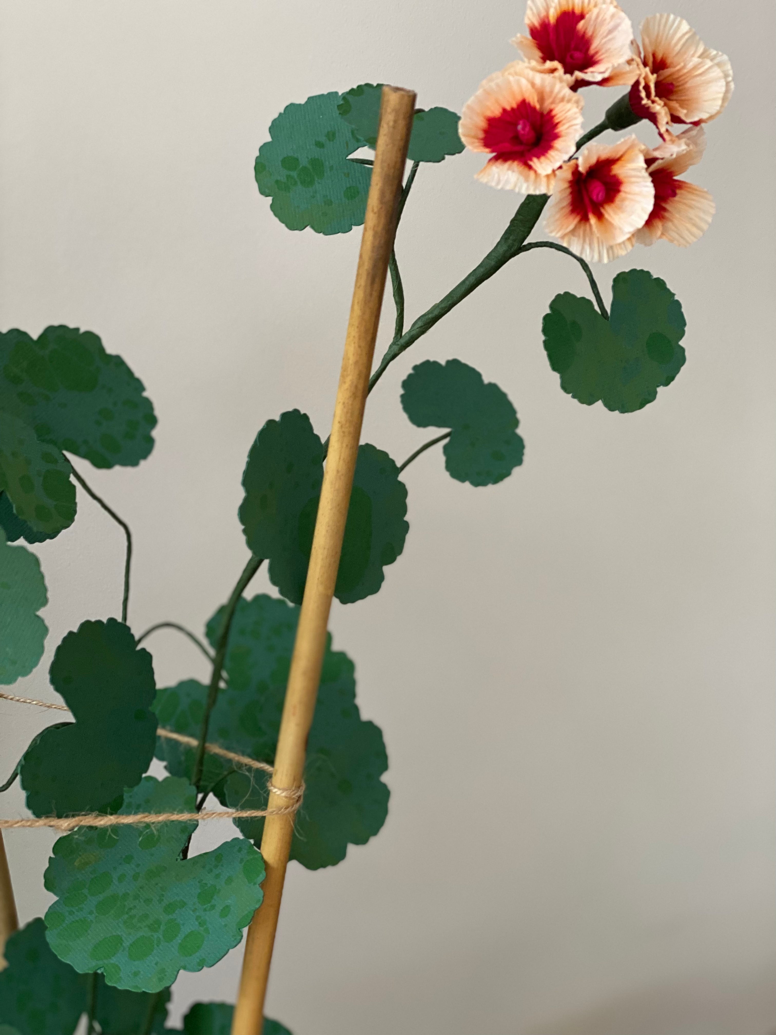 Paper Geranium