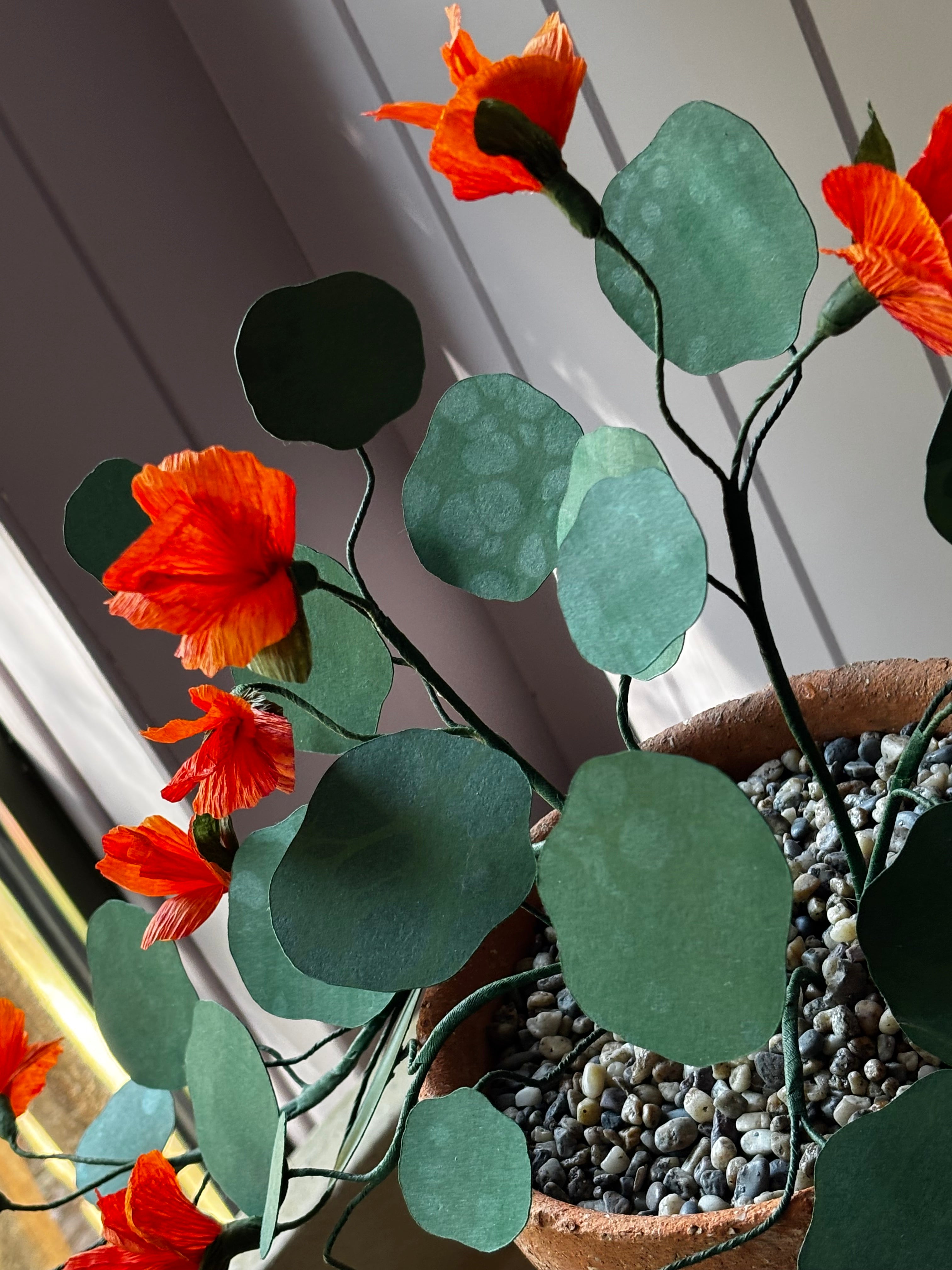 Paper Nasturtium, trailing