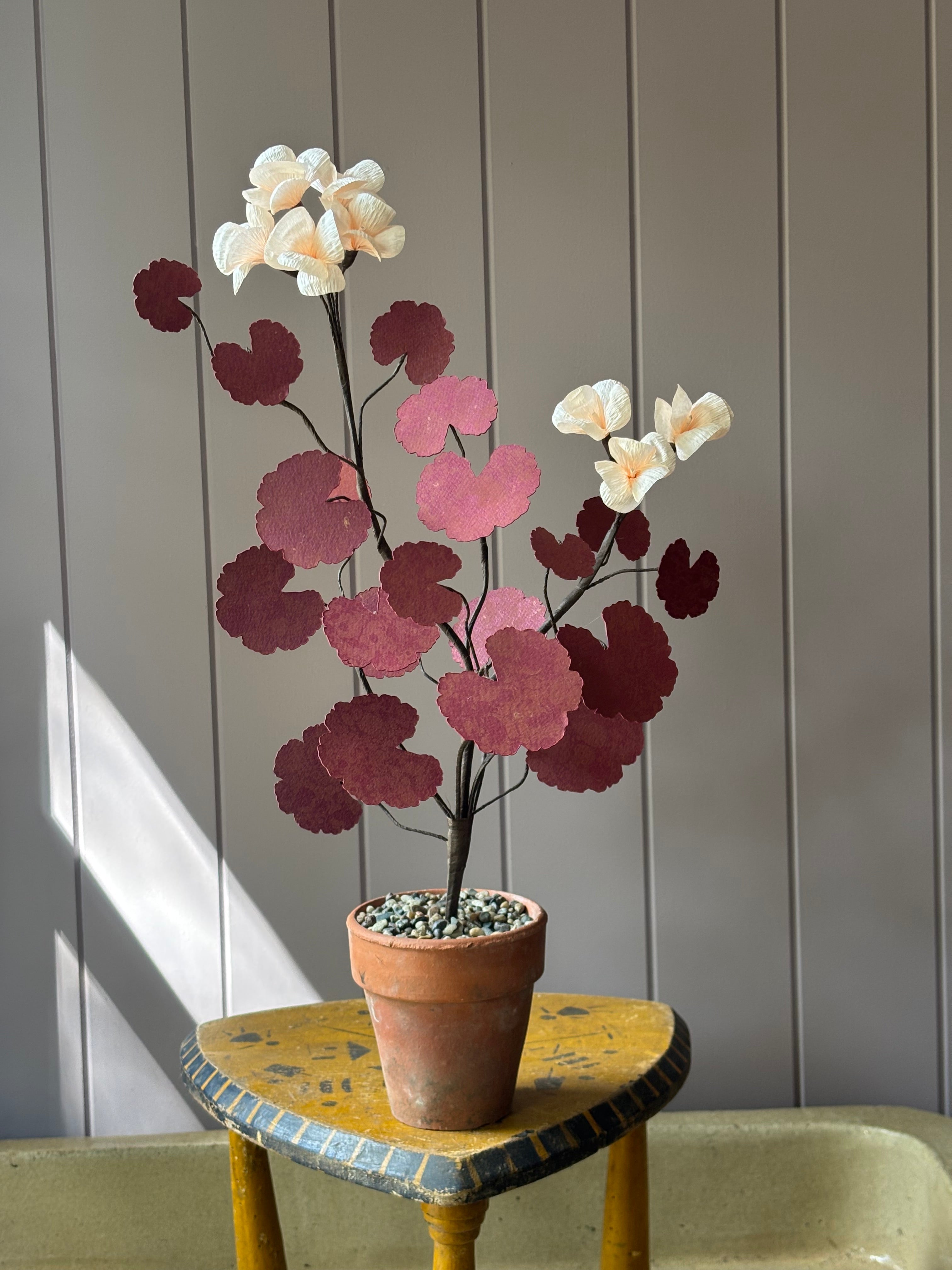 Paper geranium