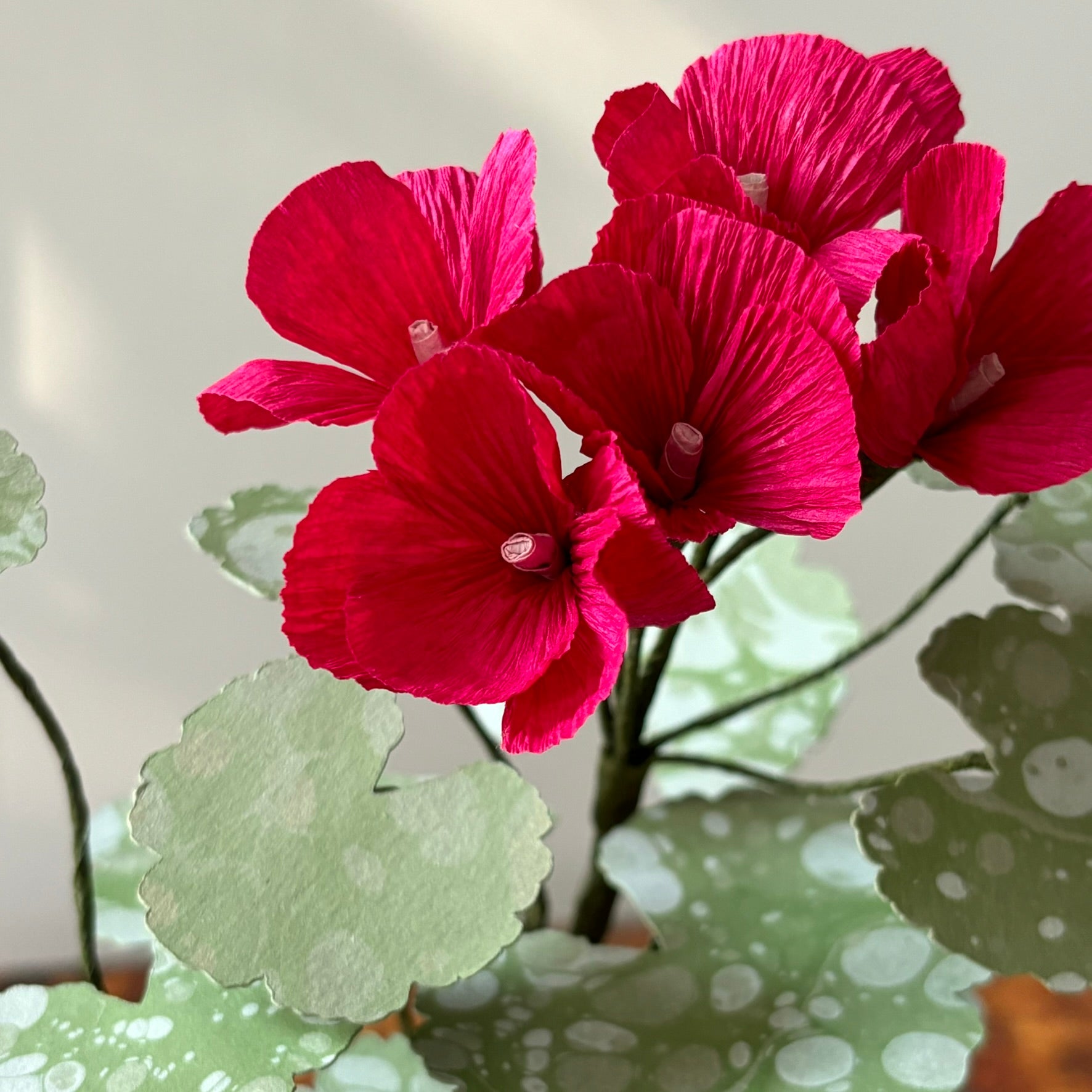 Paper Geranium
