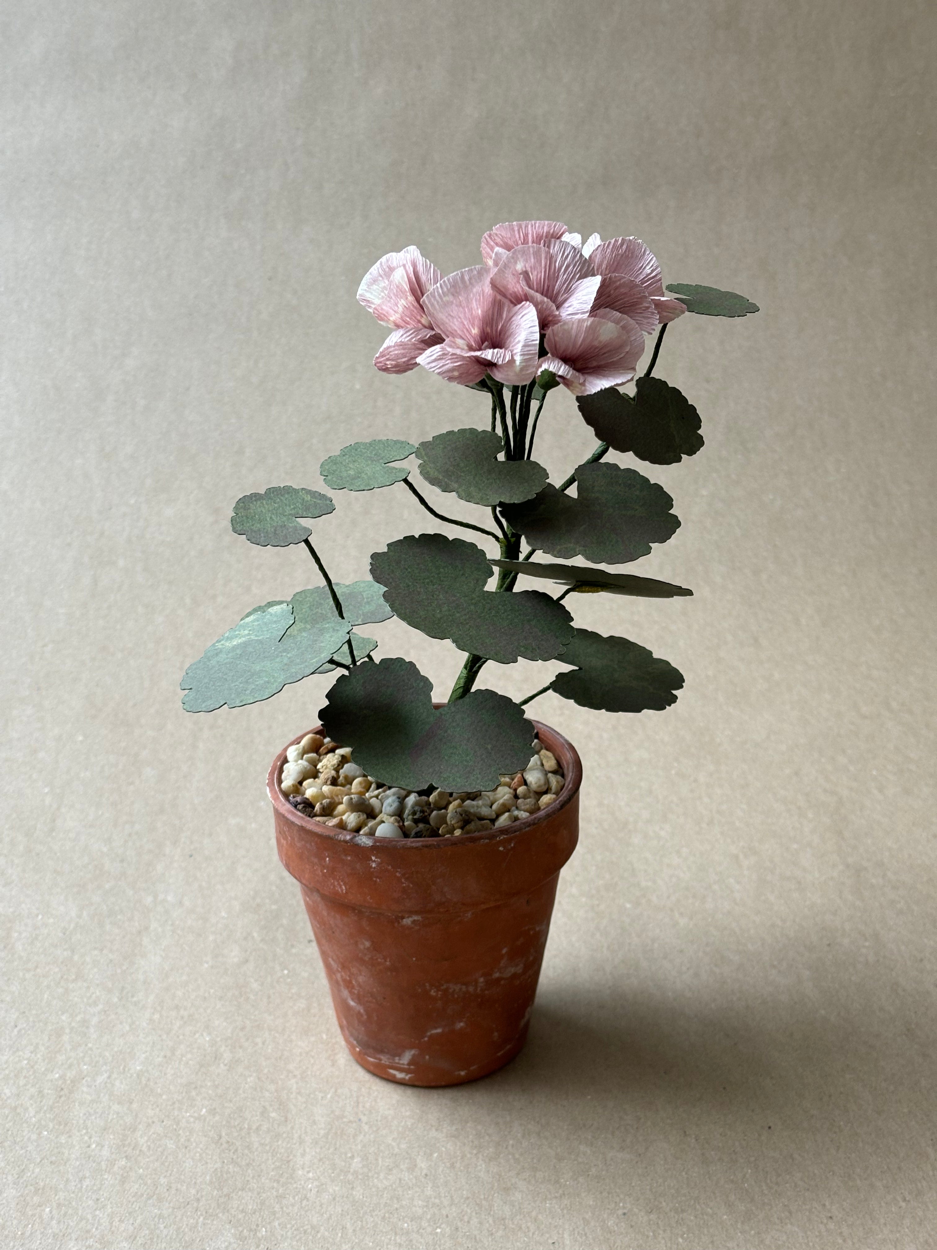 Geranium