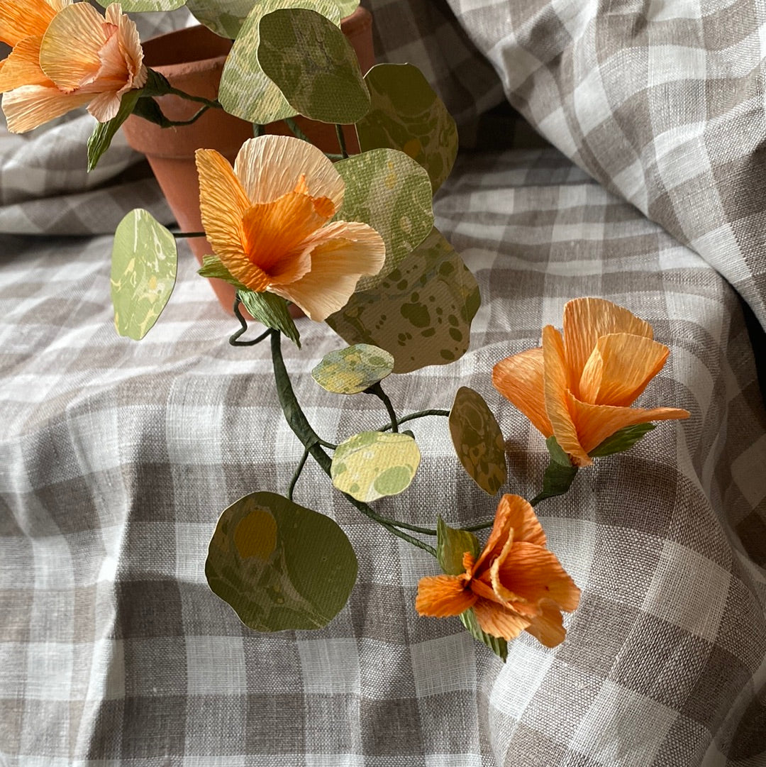Paper Nasturtium