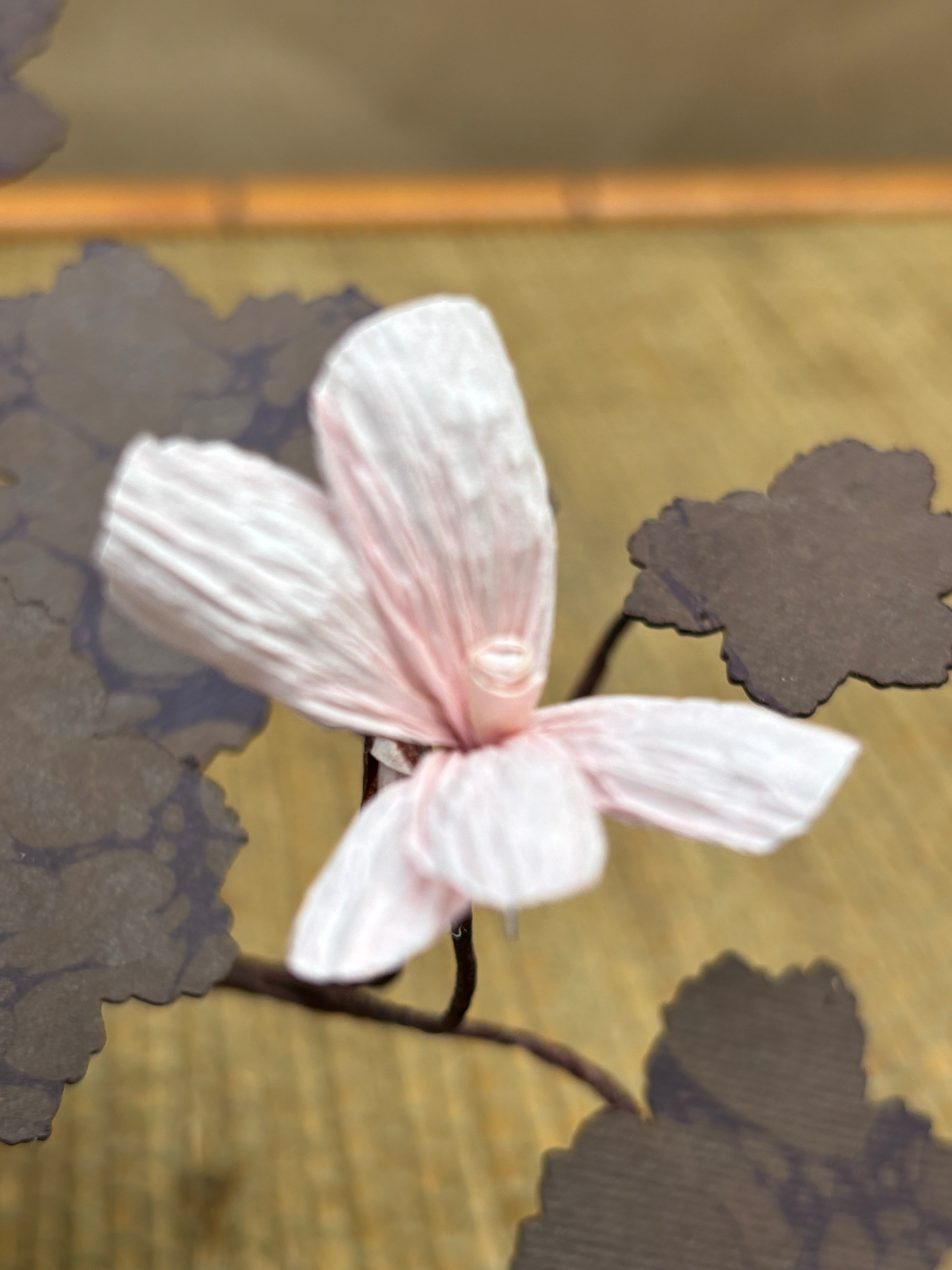 Paper Geranium, trailing