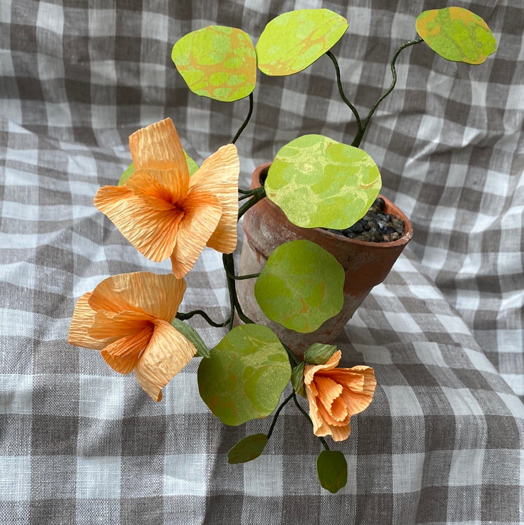 Paper Nasturtium