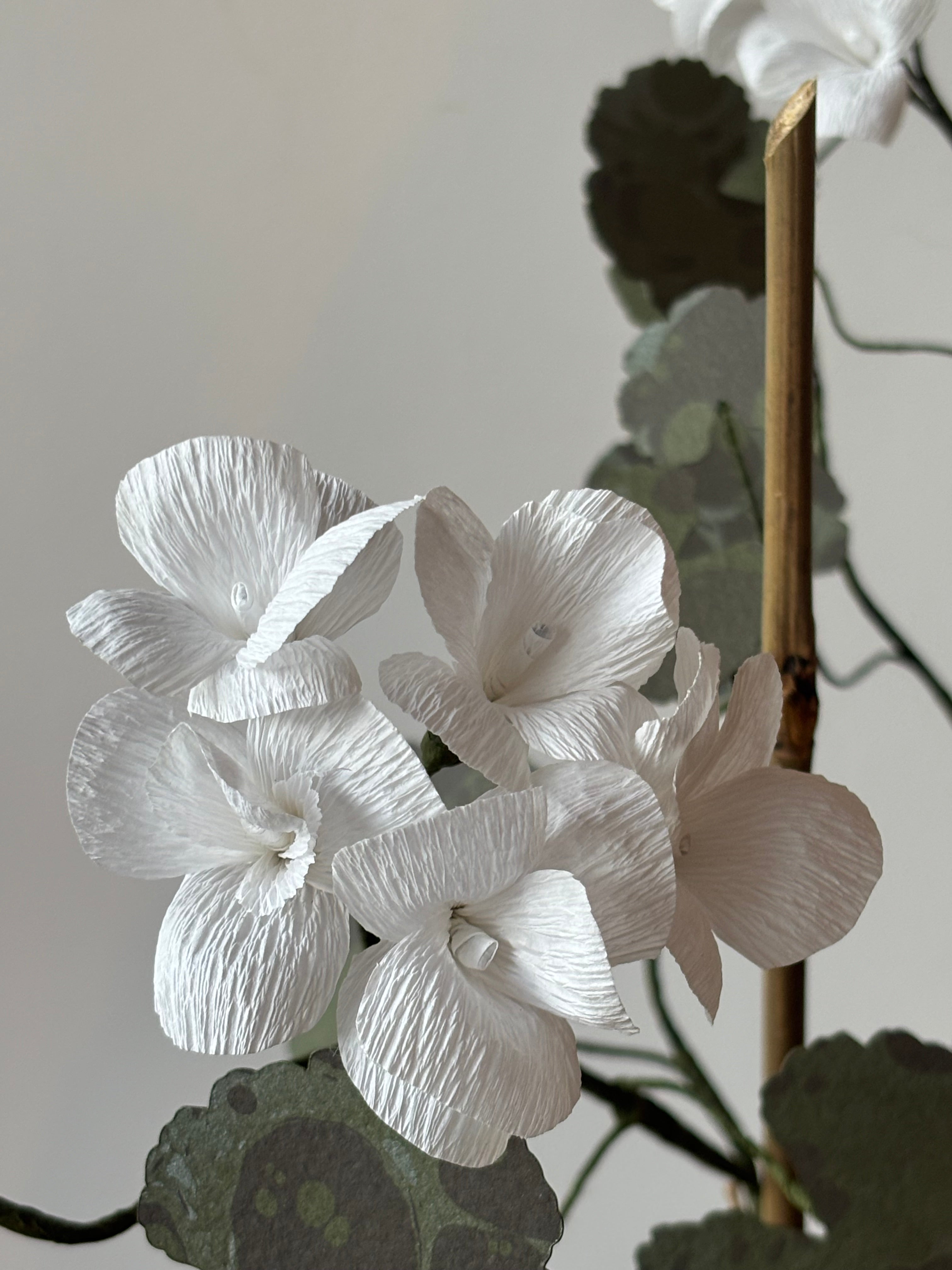 Paper Geranium