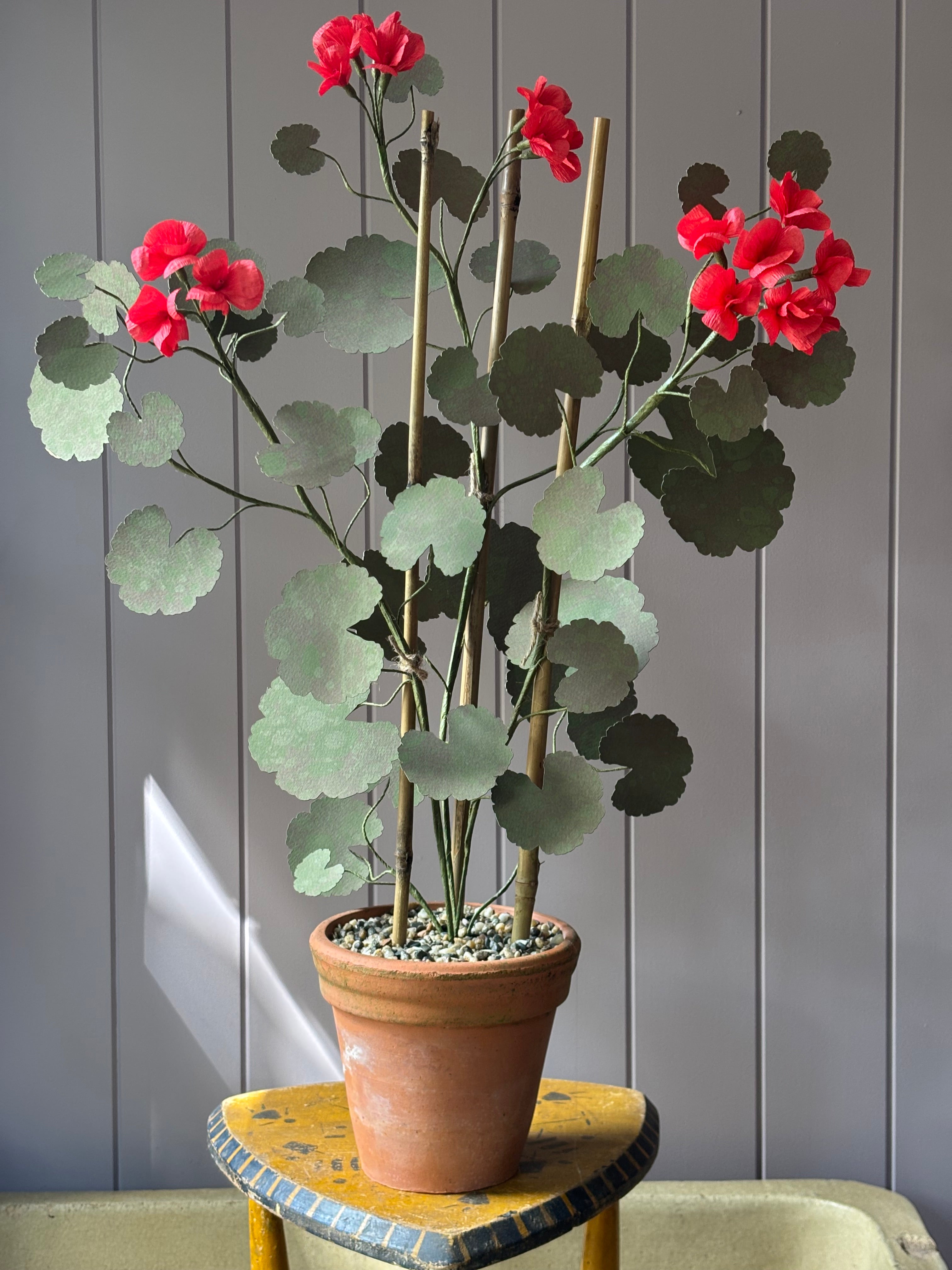 Paper geranium