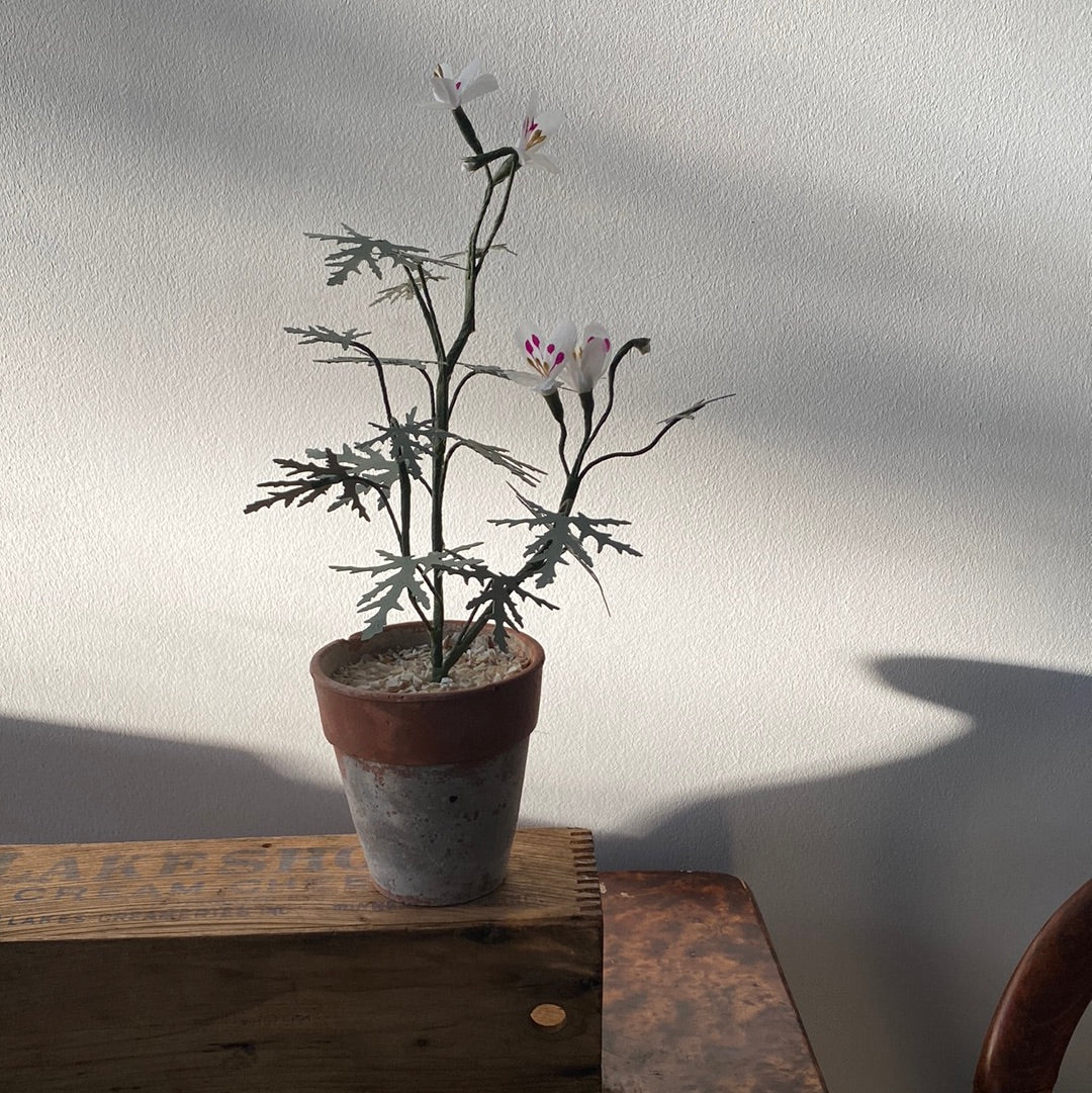 Paper Geranium