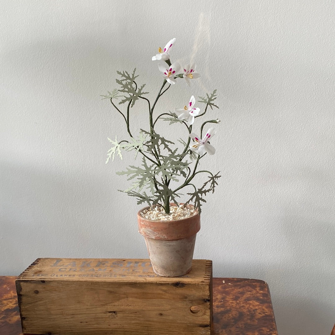 Paper Geranium