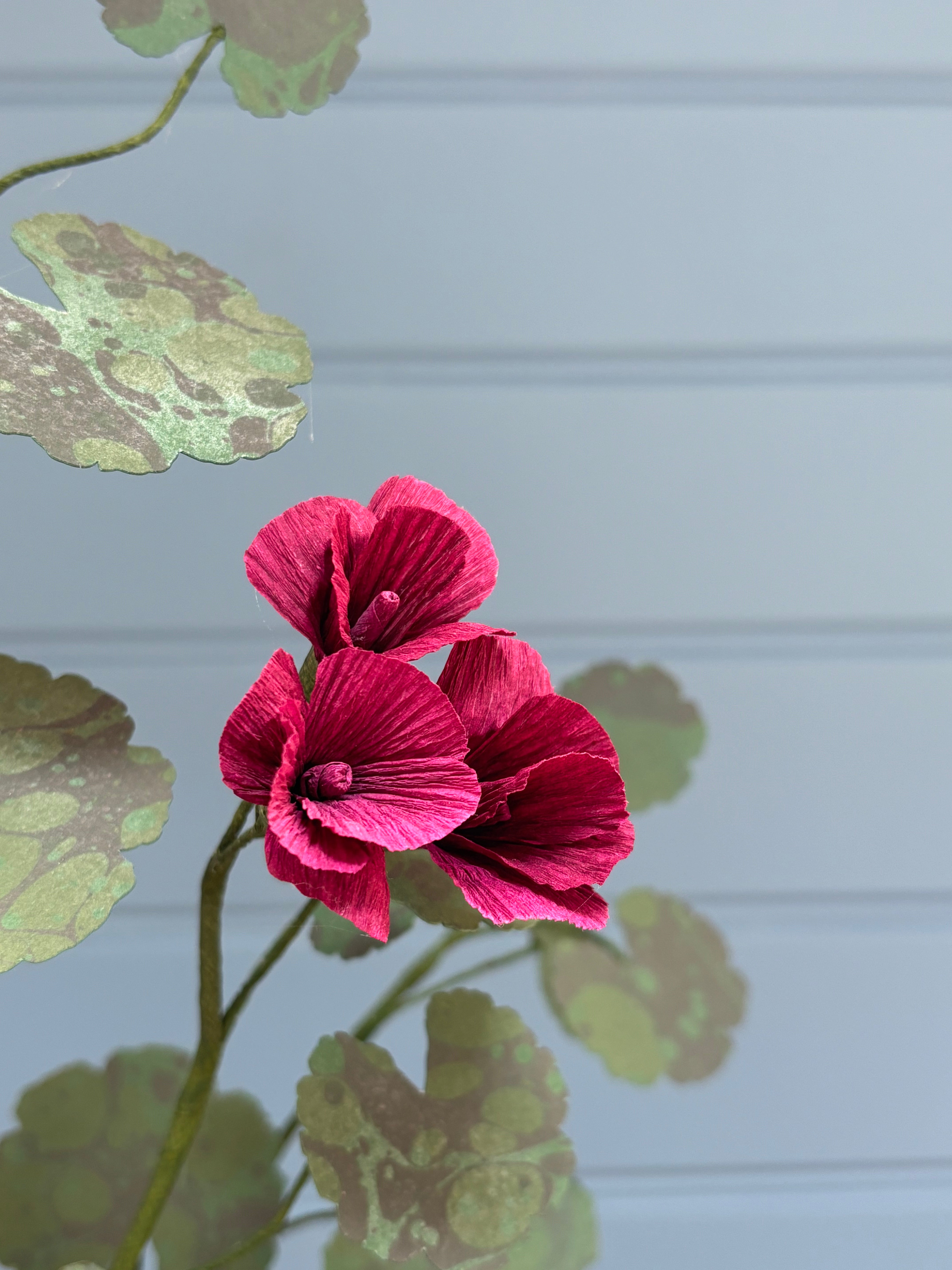 Geranium