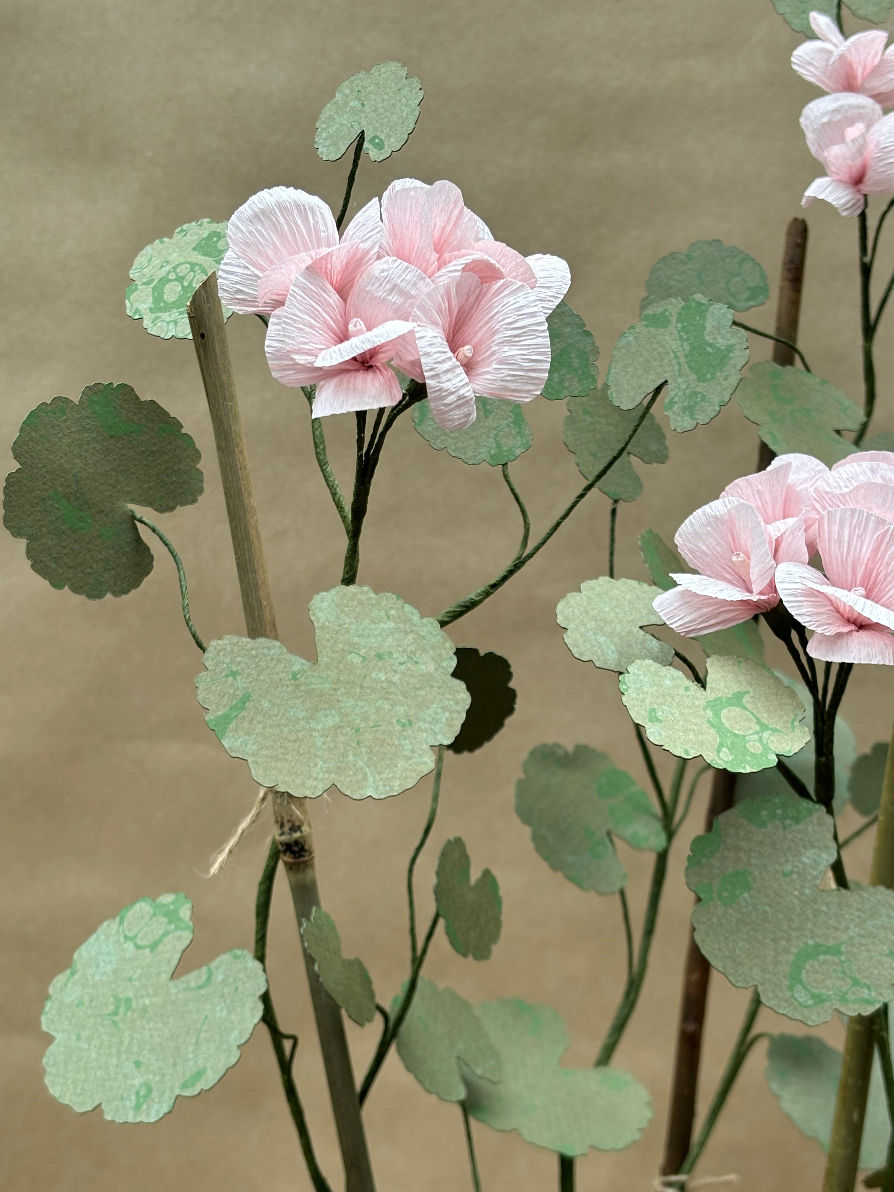 Geranium