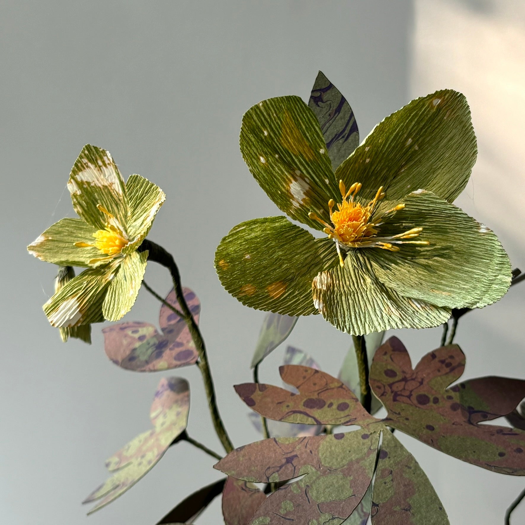 Paper Hellebore