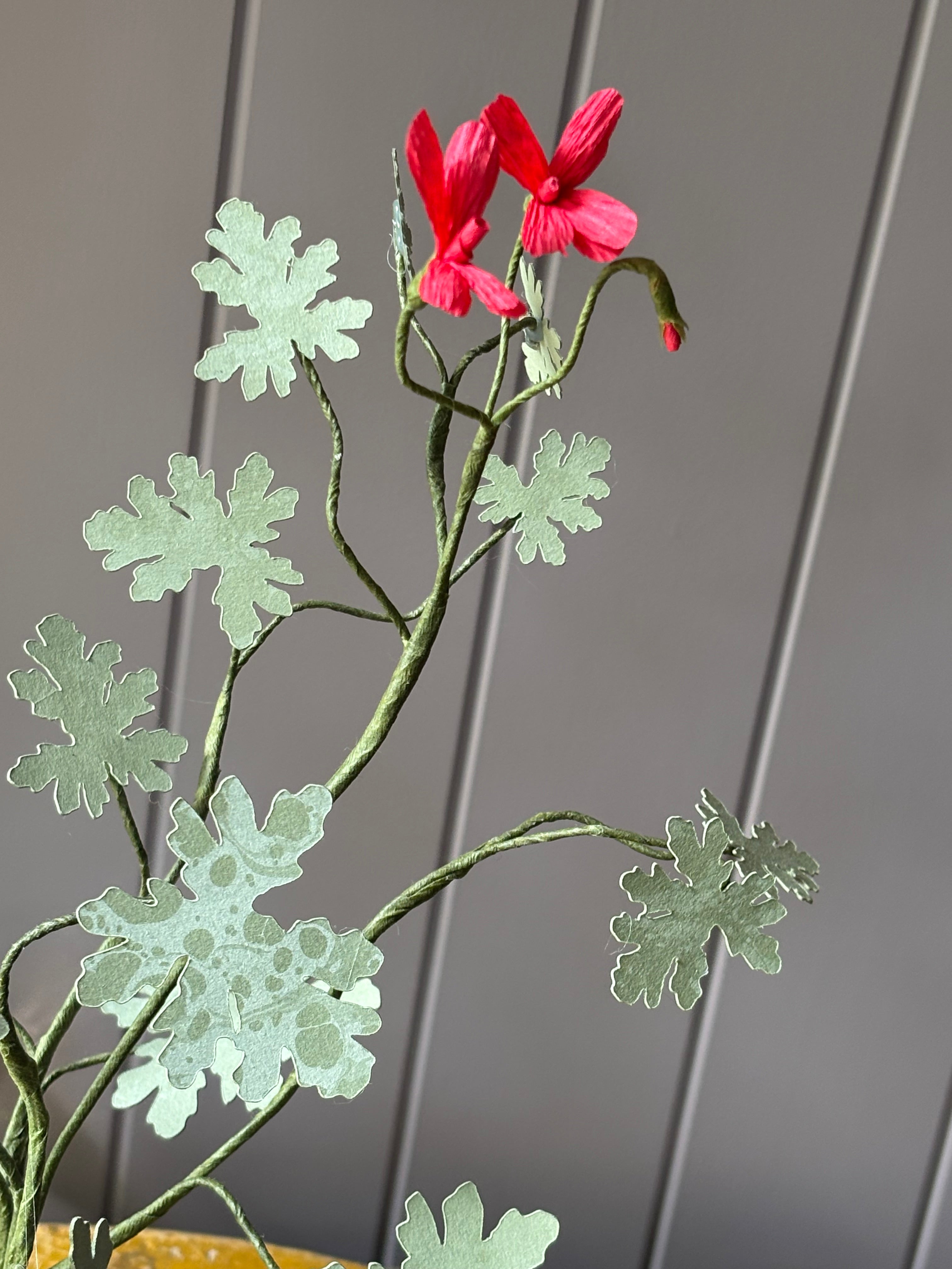 Paper geranium