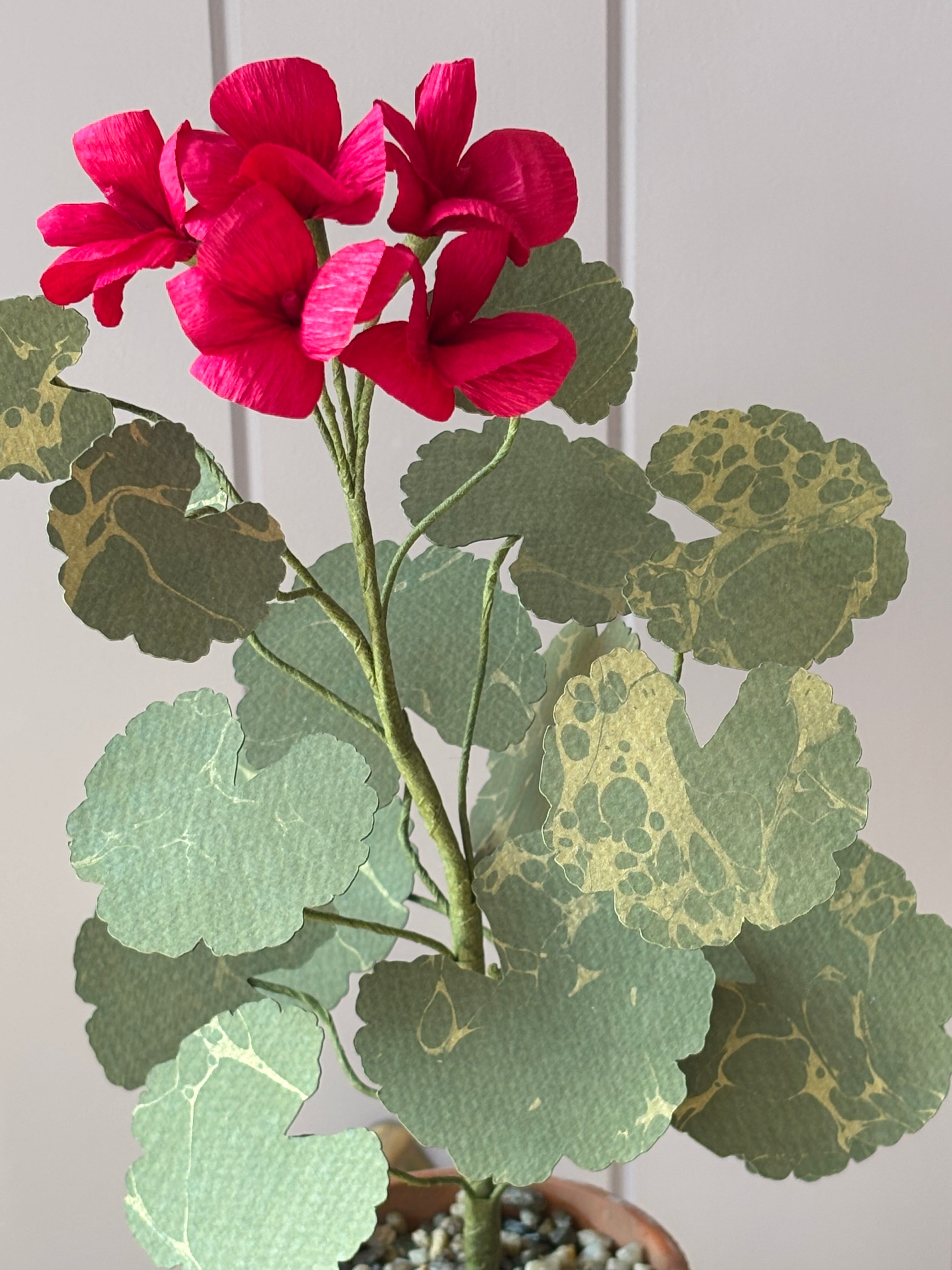 Paper Geranium