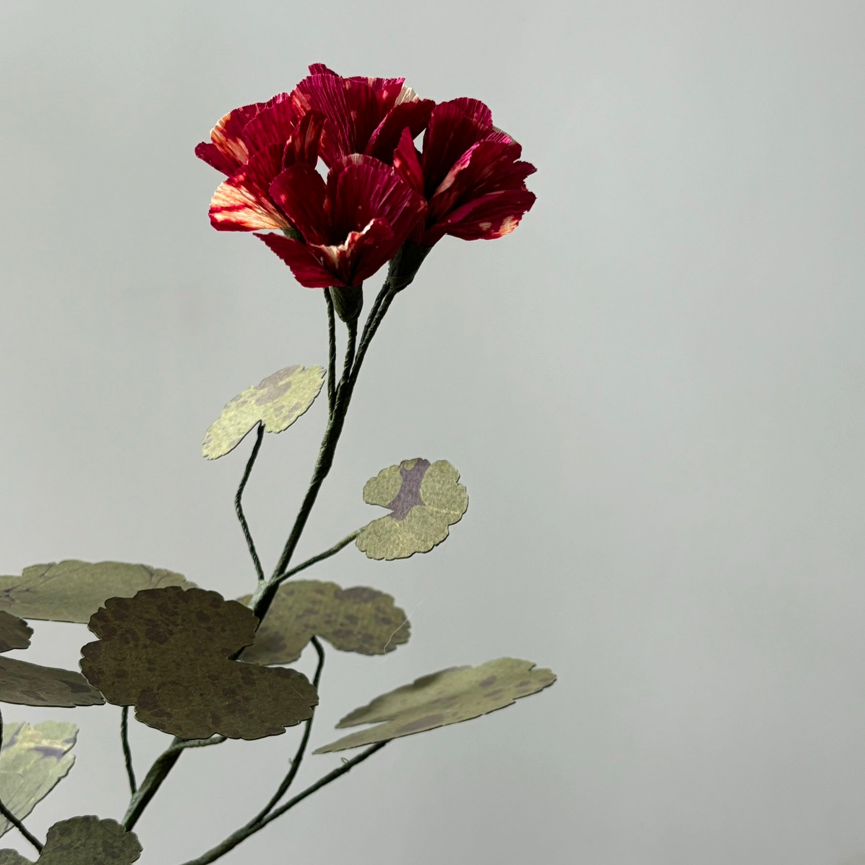 Paper Geranium