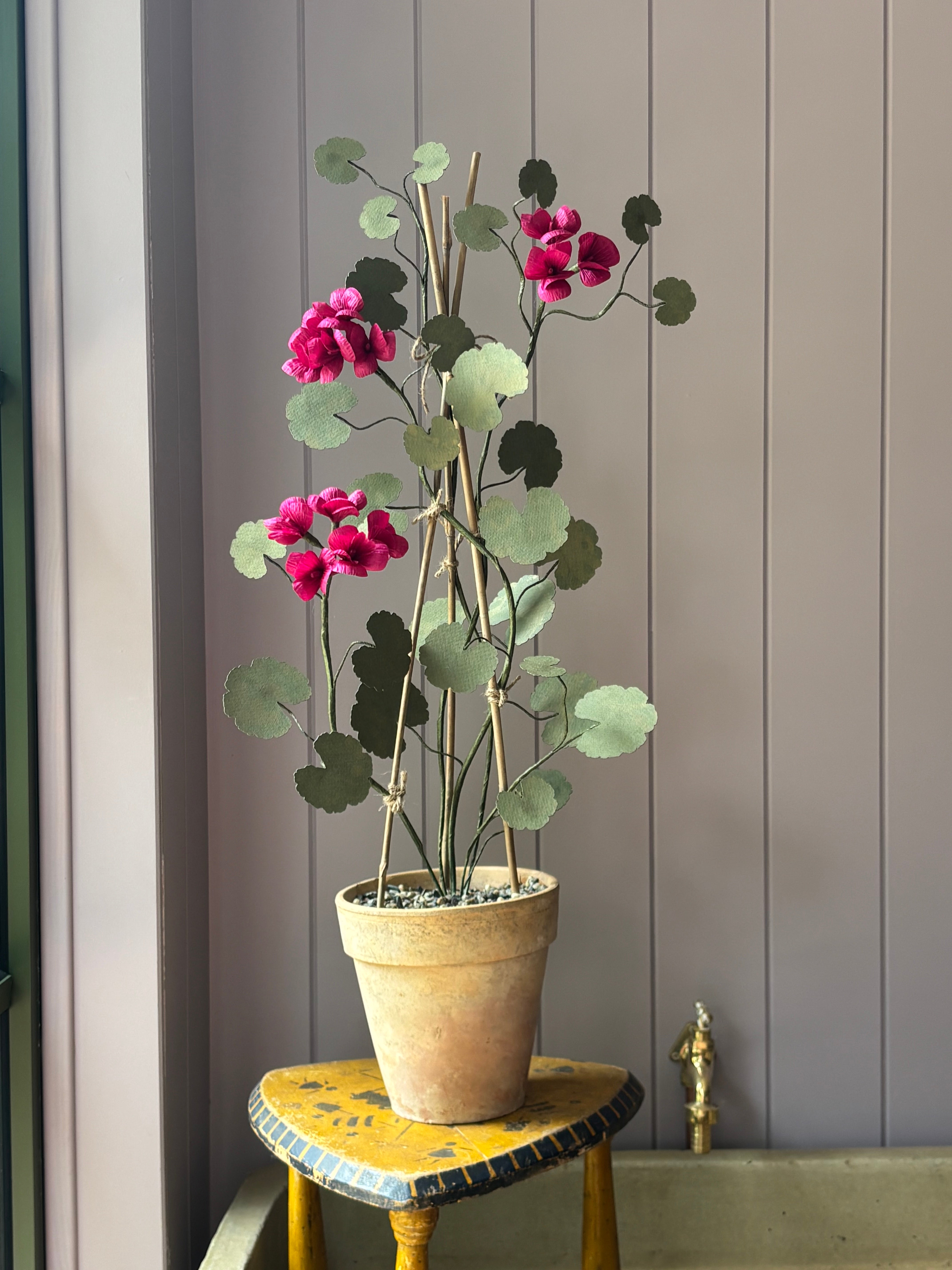 Paper geranium