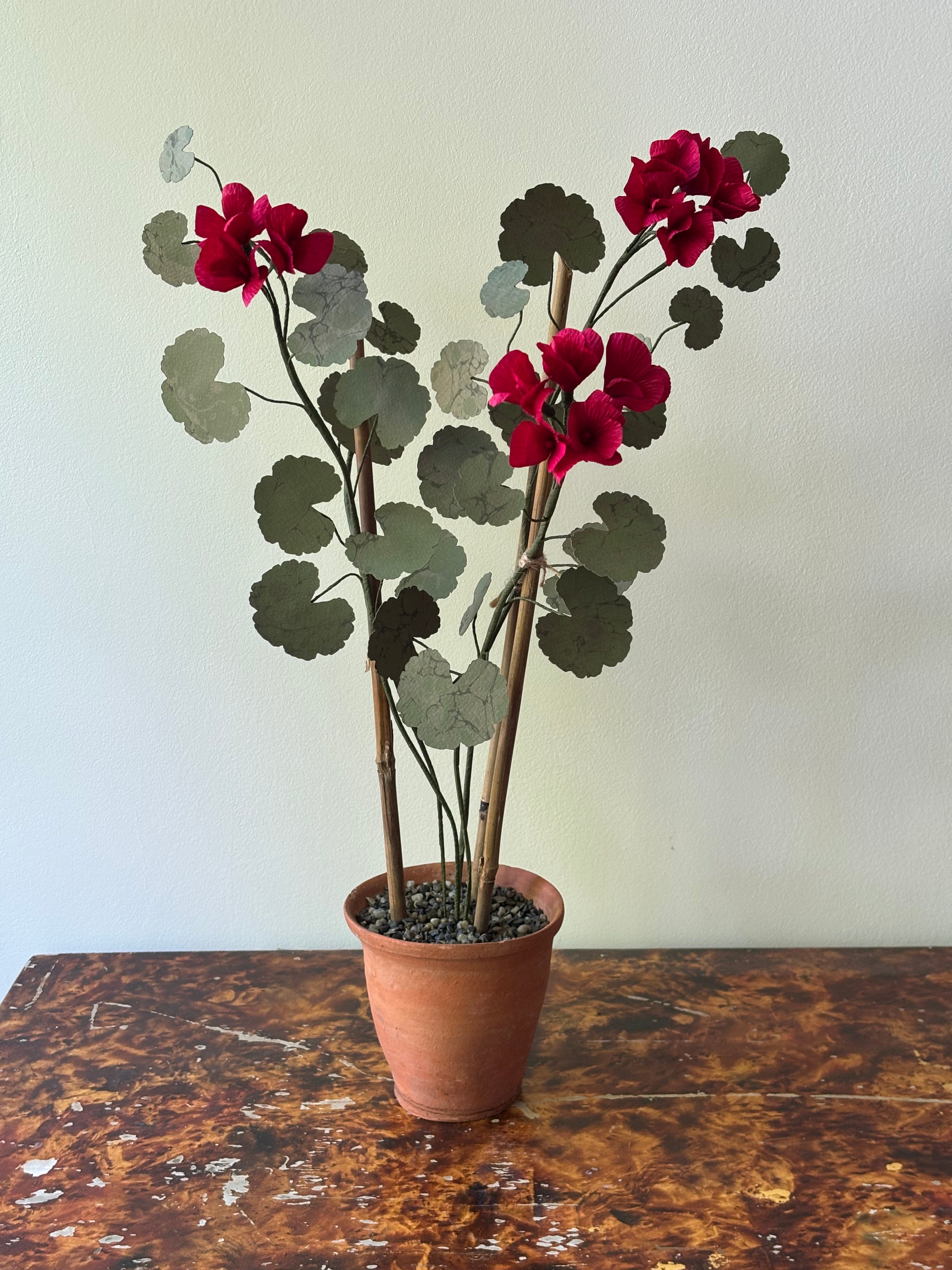 Paper Geranium