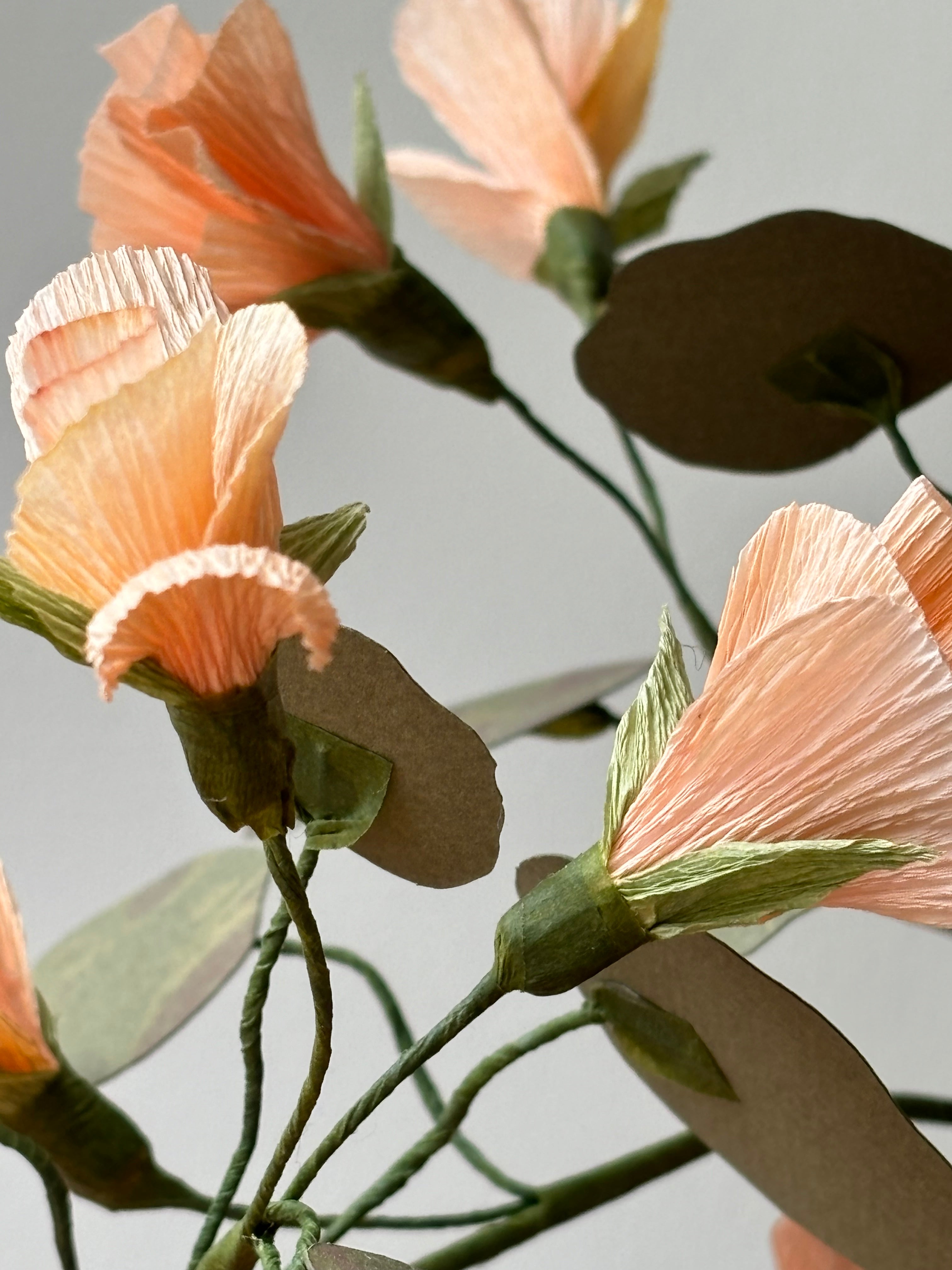 Nasturtium, trailing