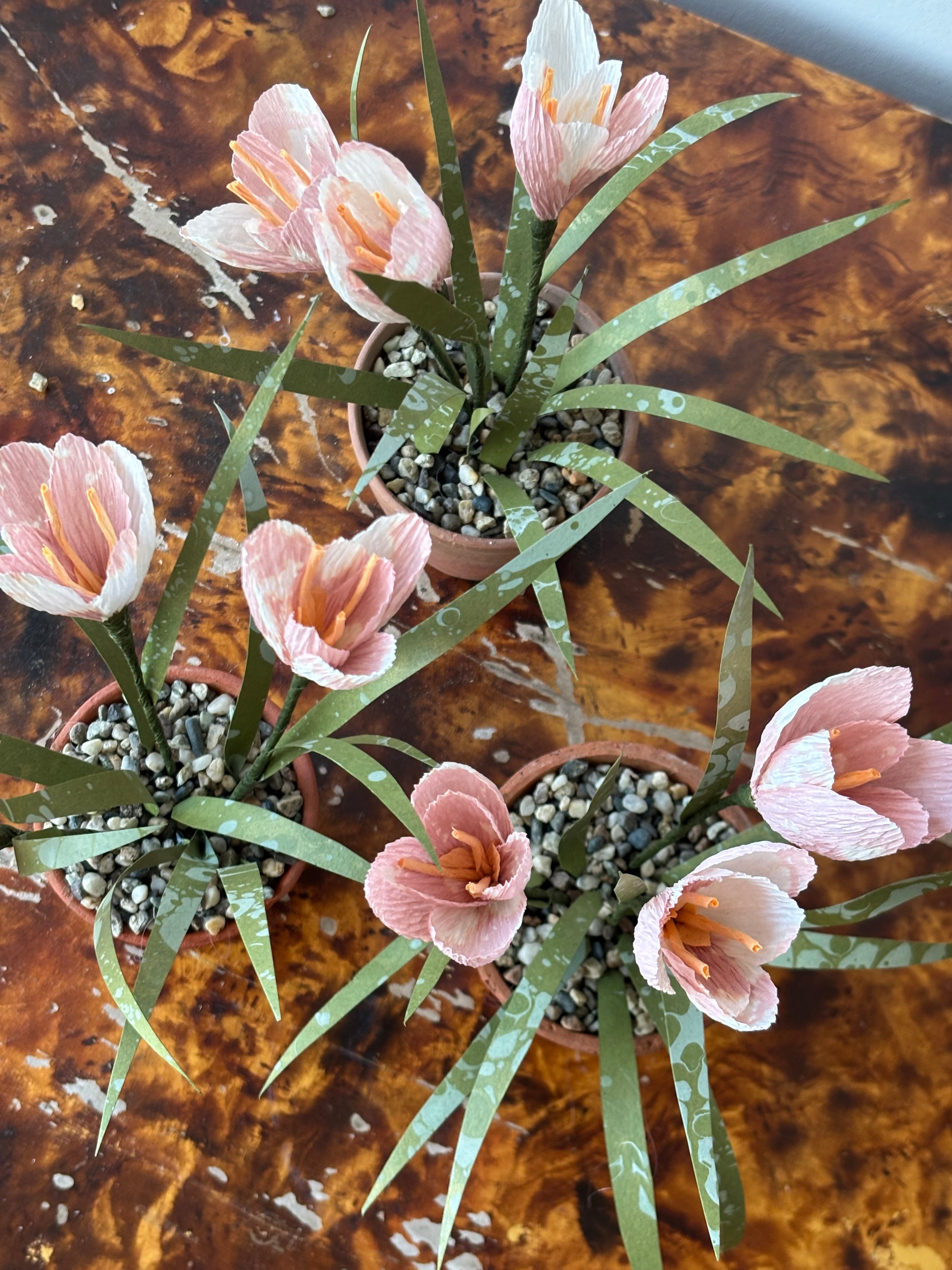 Paper crocus