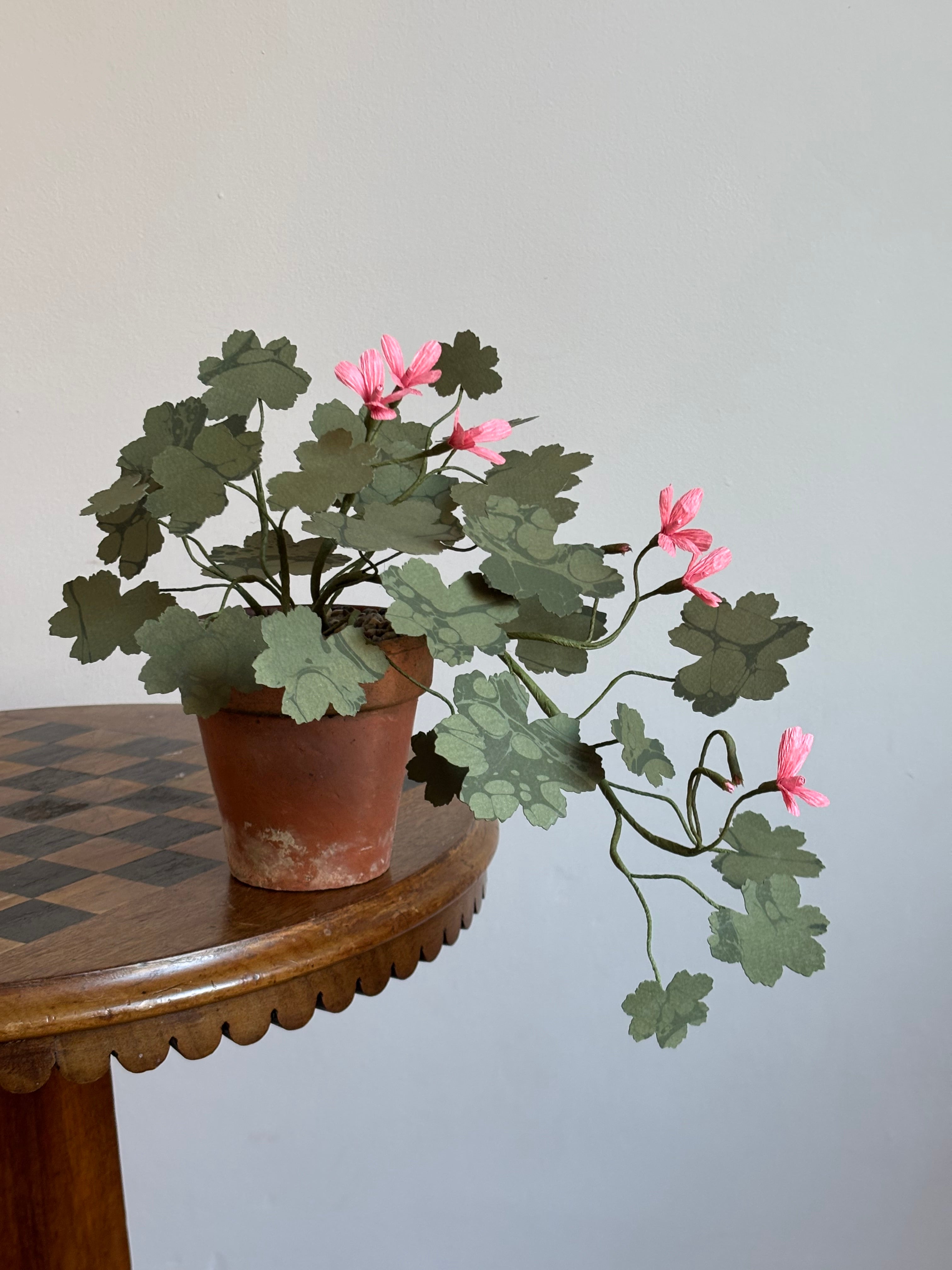 Paper Geranium, trailing