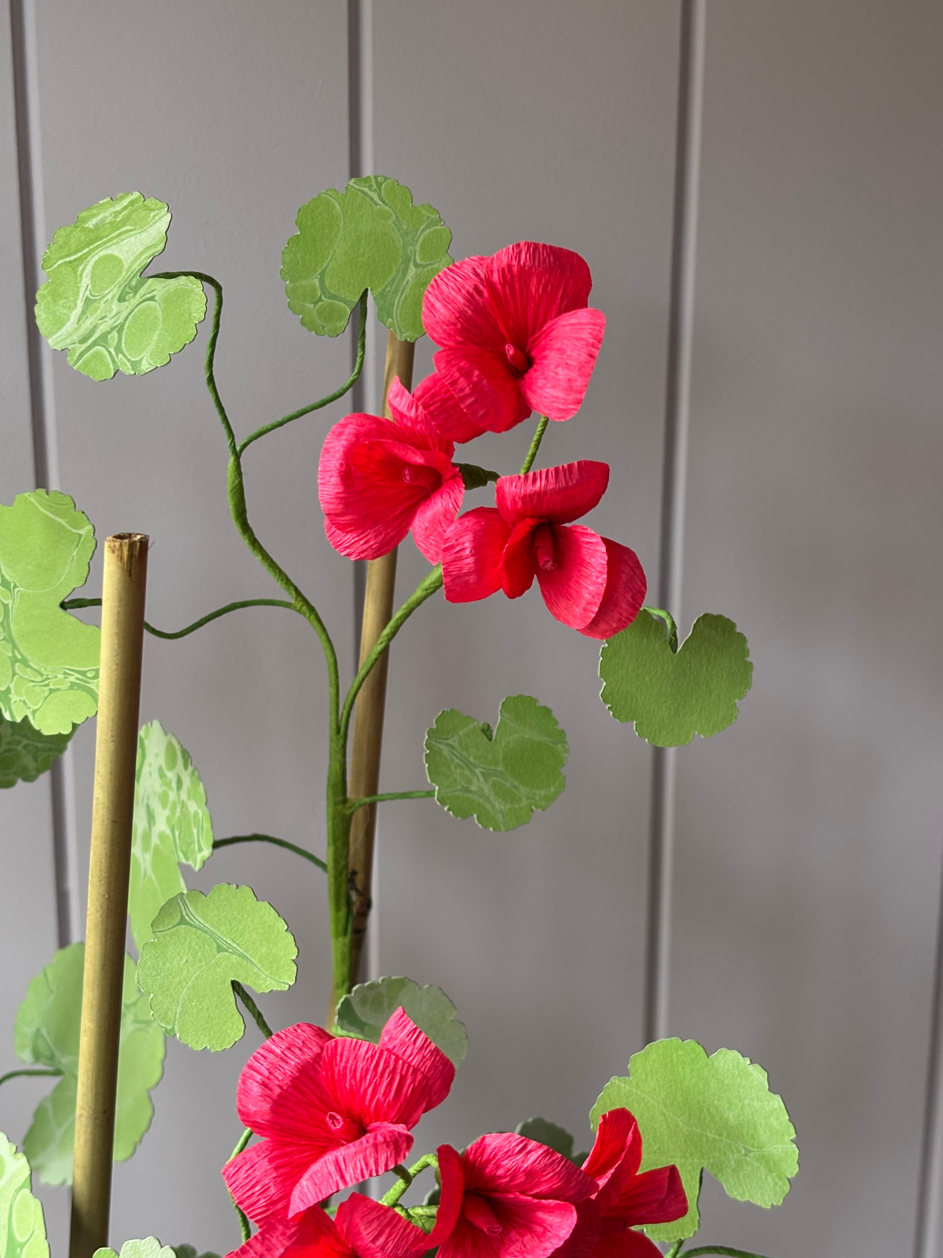 Paper geranium