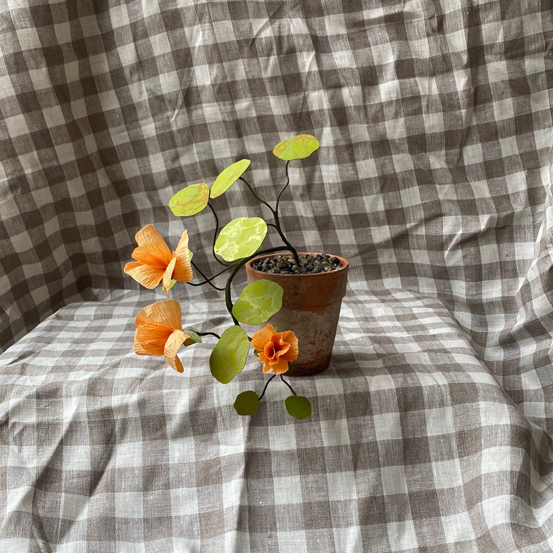 Paper Nasturtium