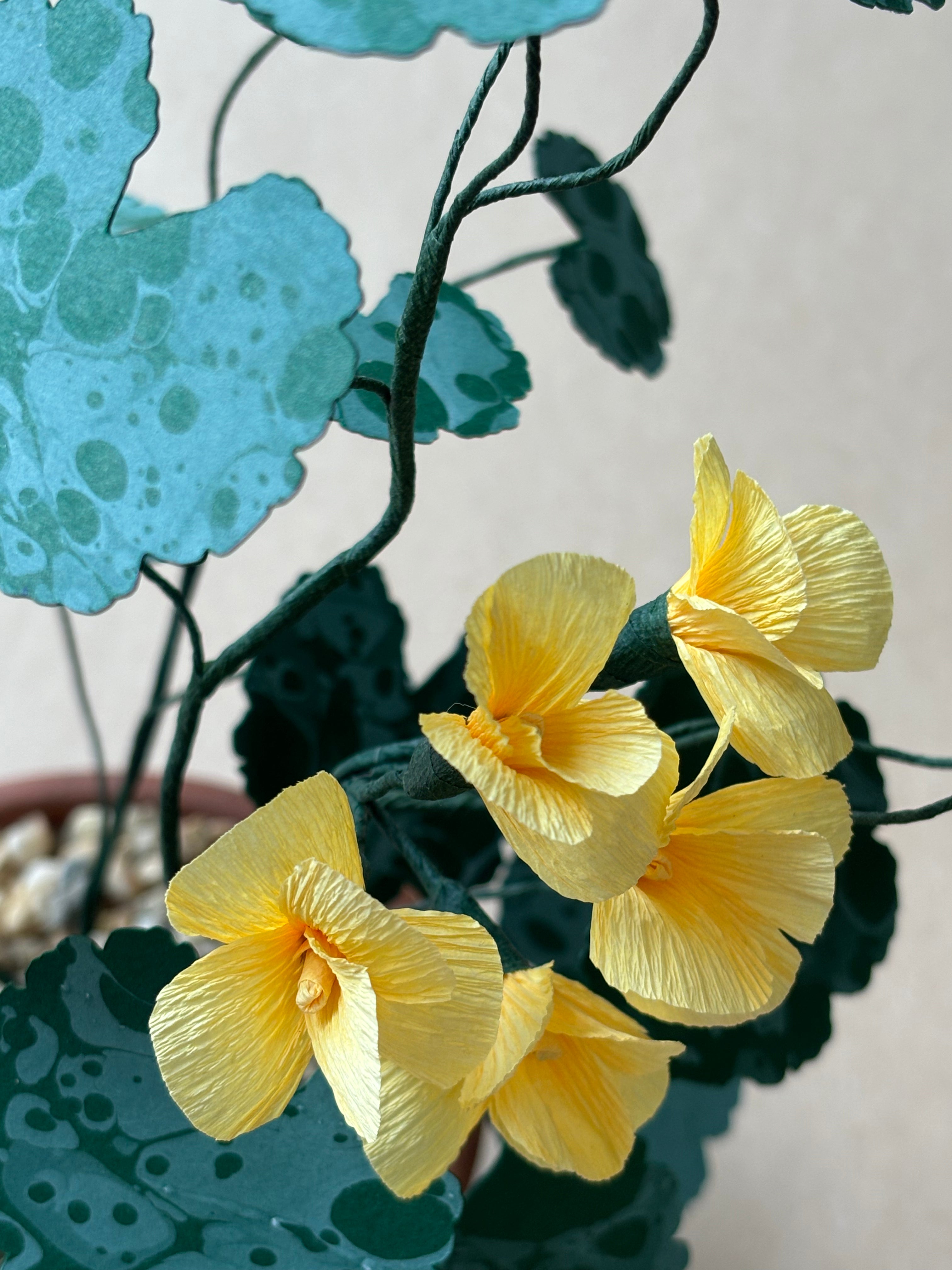 Geranium