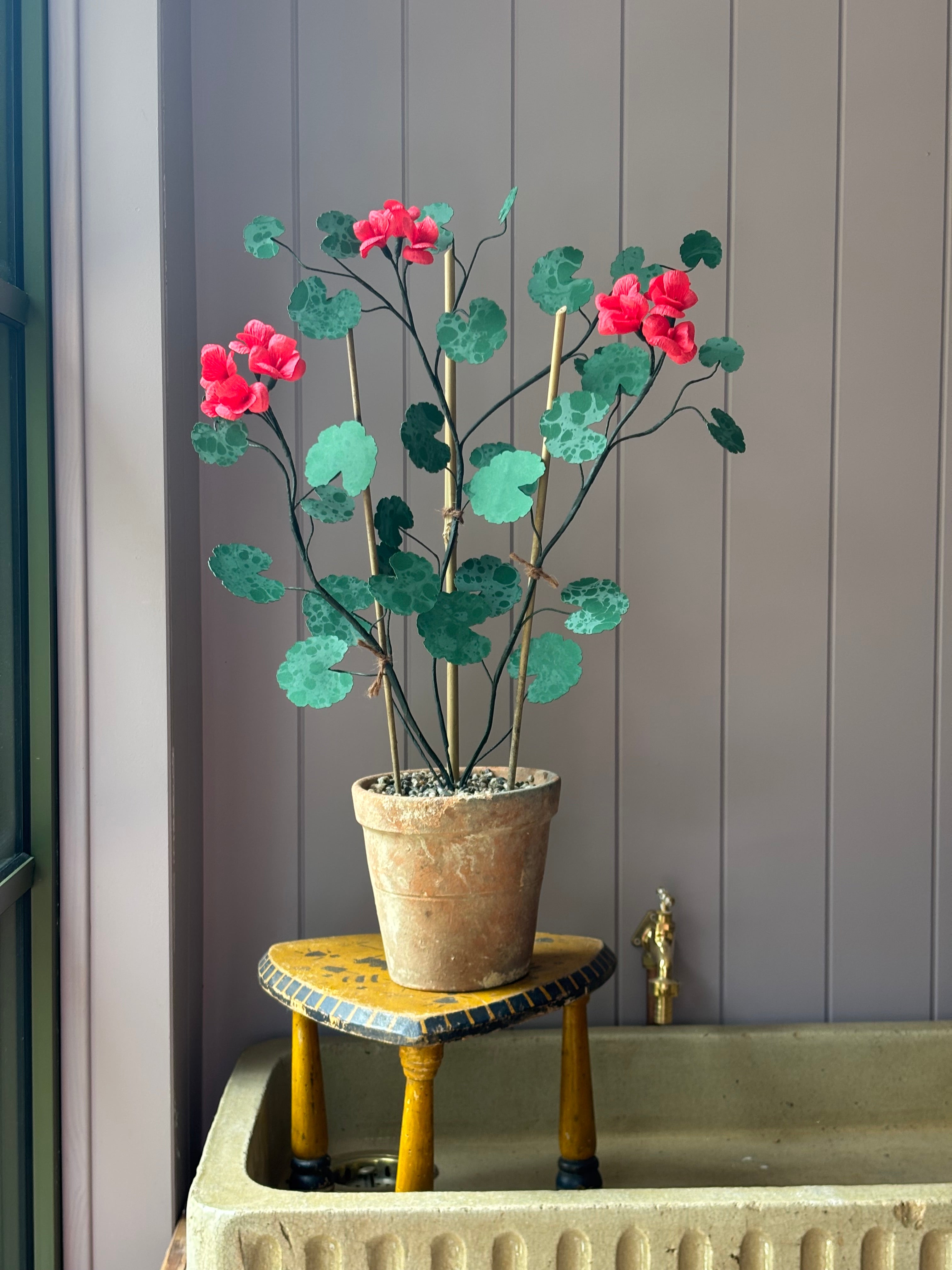 Paper geranium