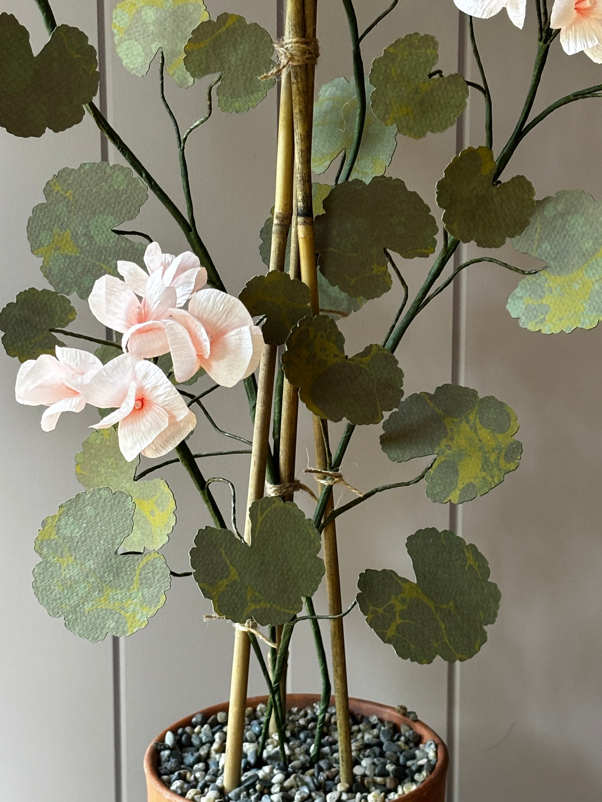 Paper geranium