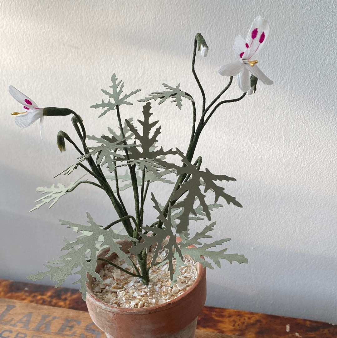 Paper Geranium