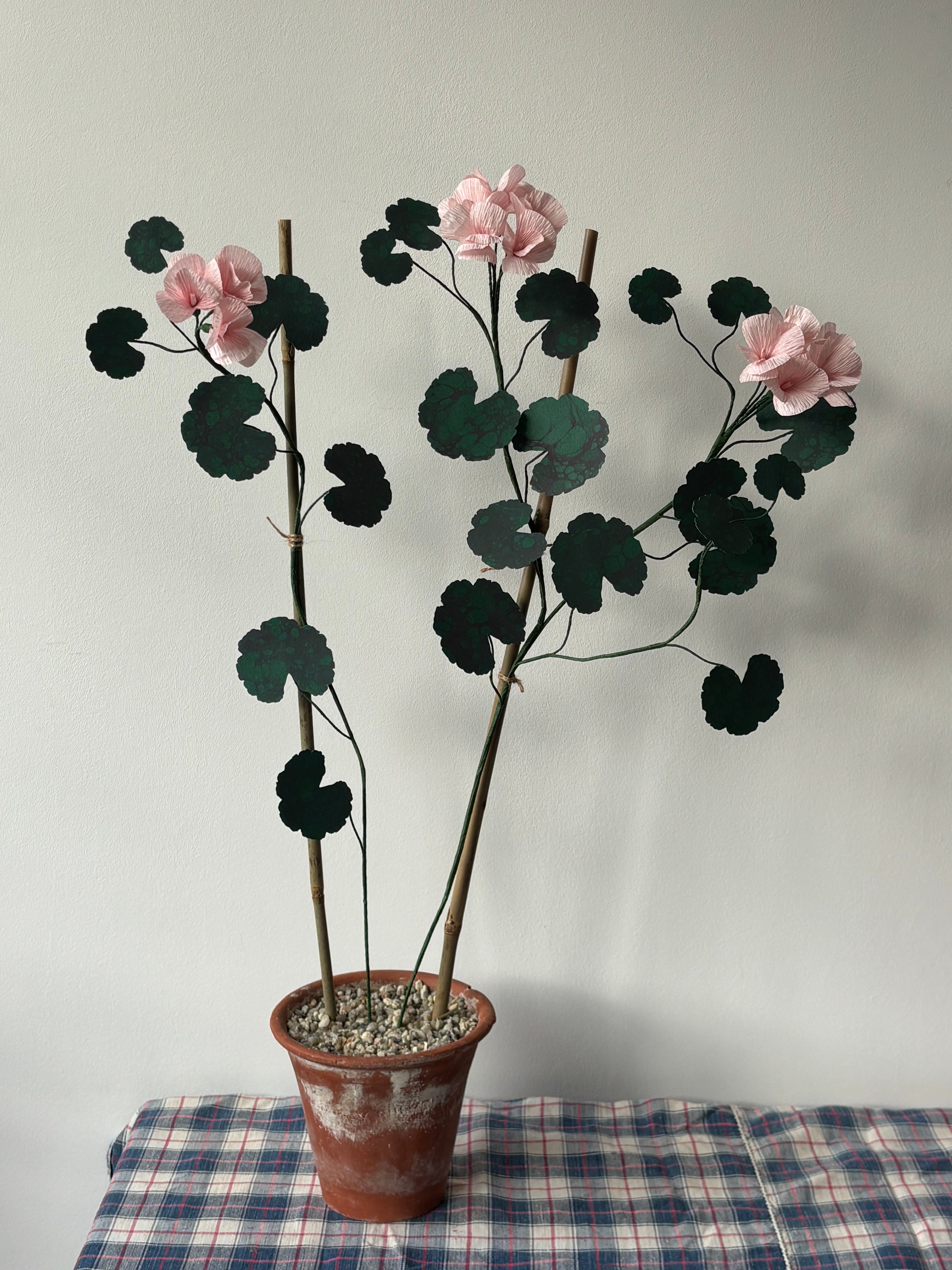 Paper Geranium