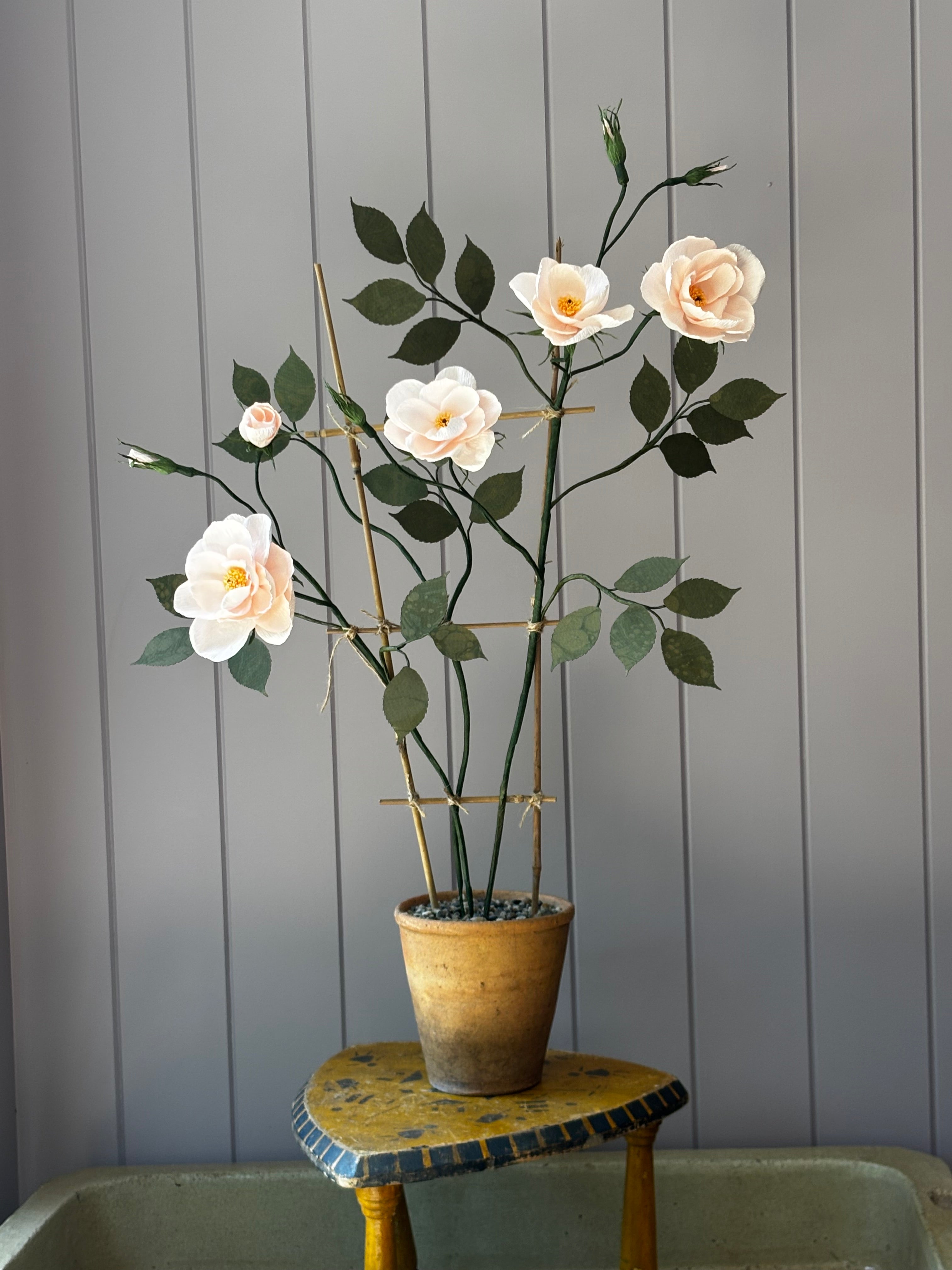 Climbing Rose