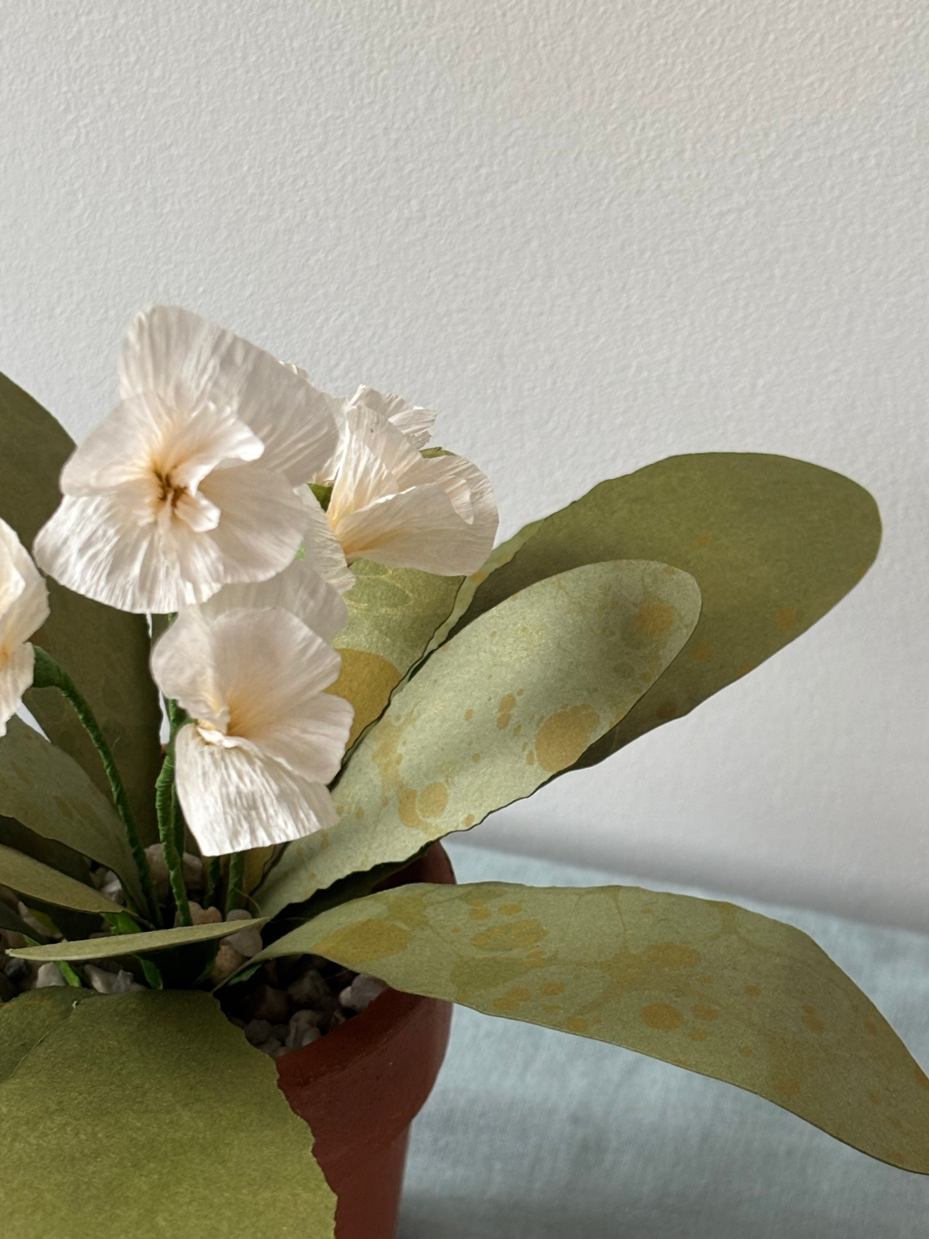 Paper primrose