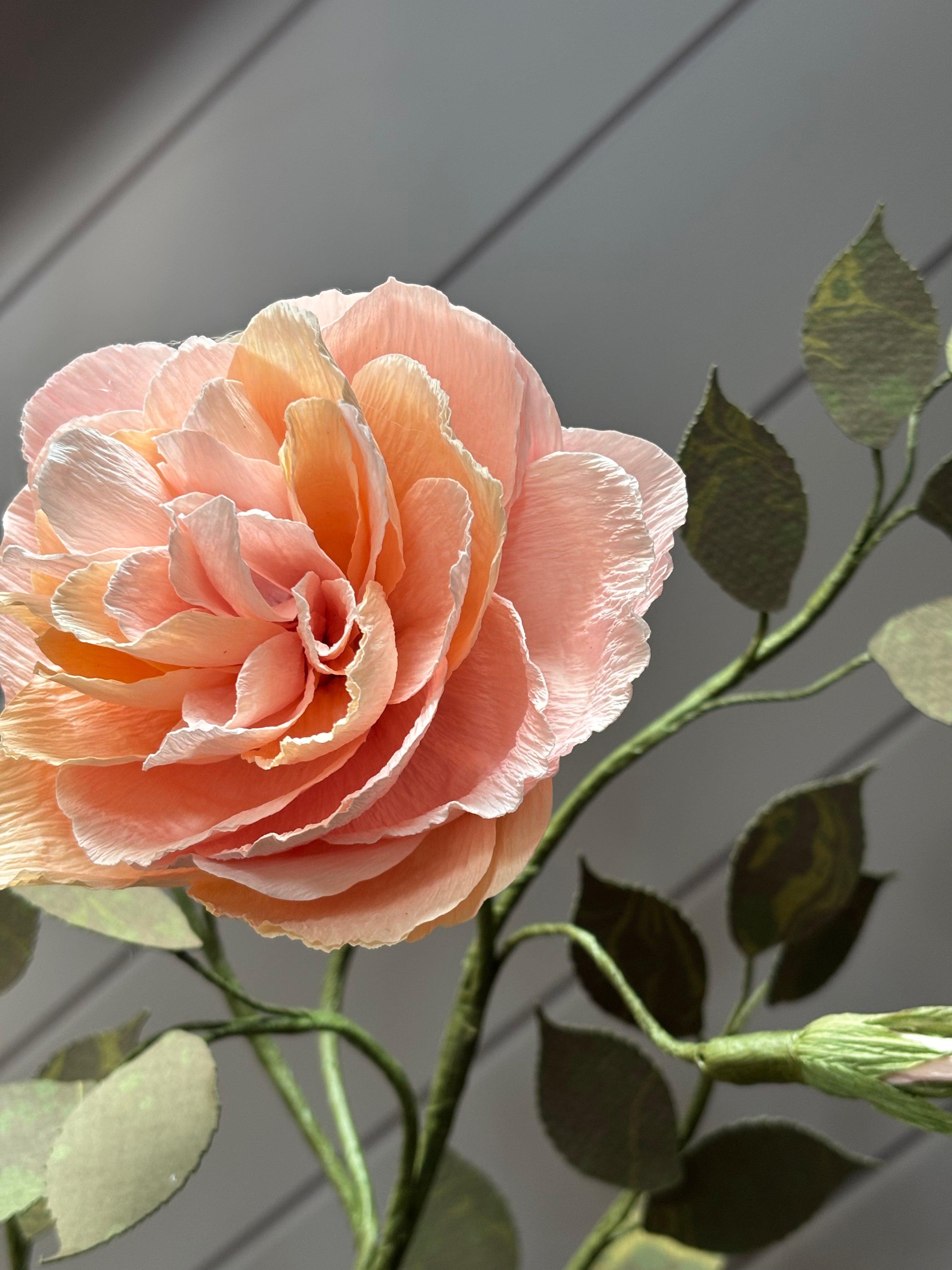 Paper Shrub Rose