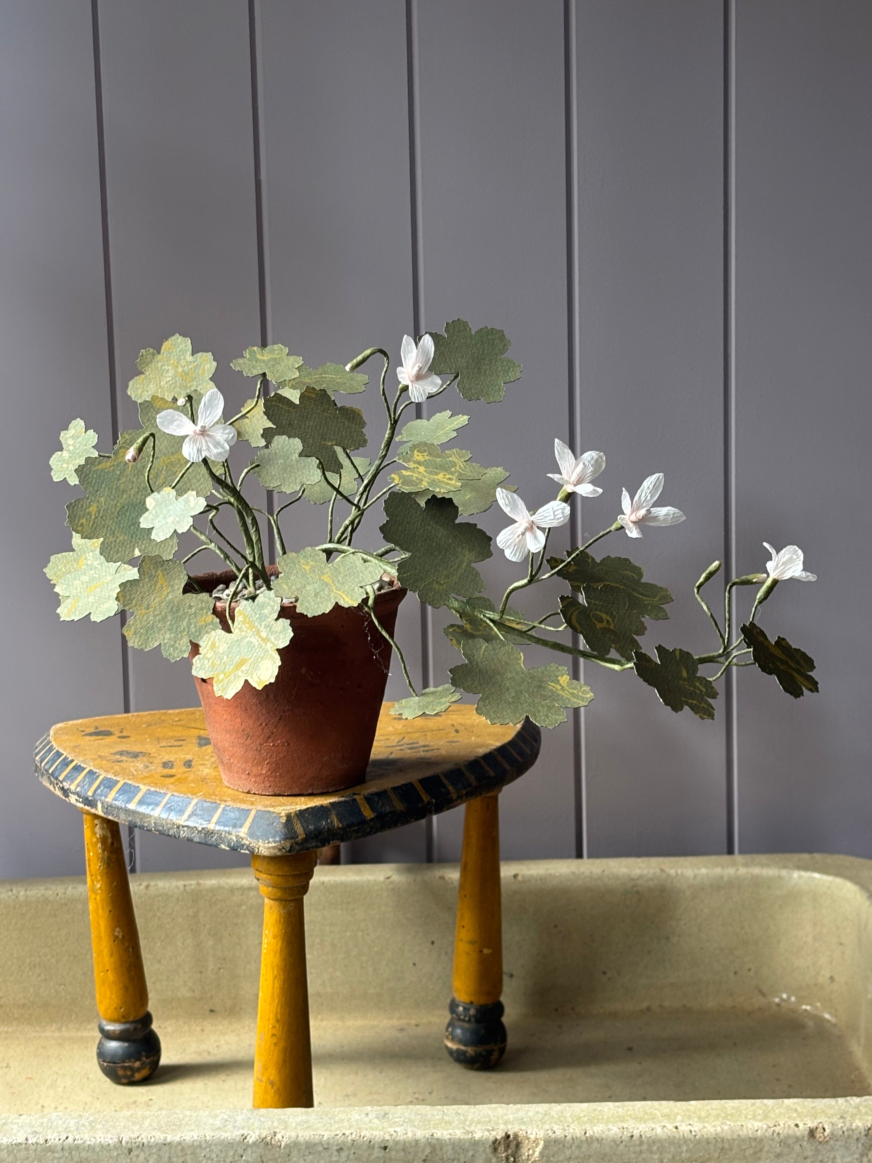 Paper geranium, trailing