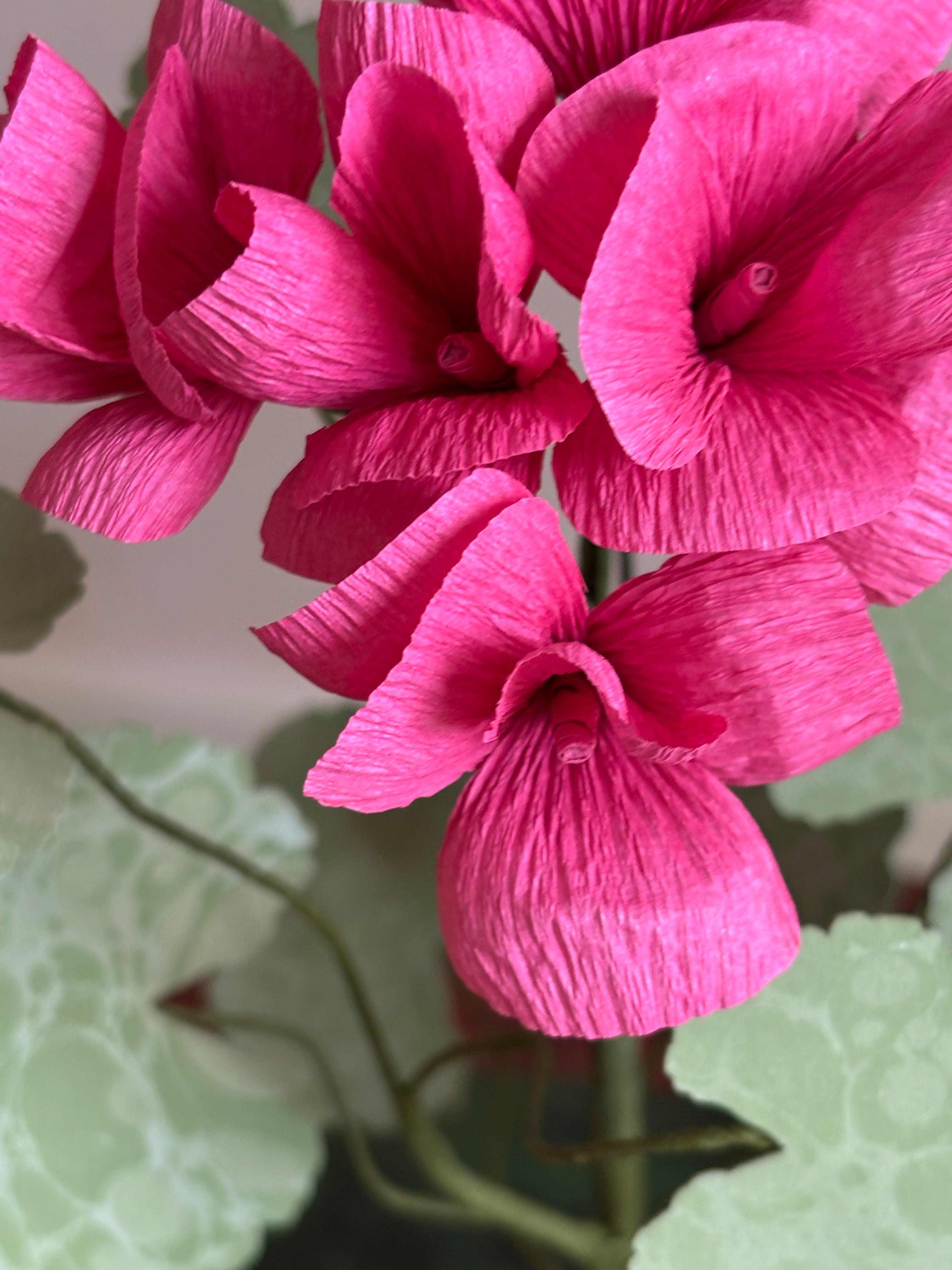 Paper Geranium